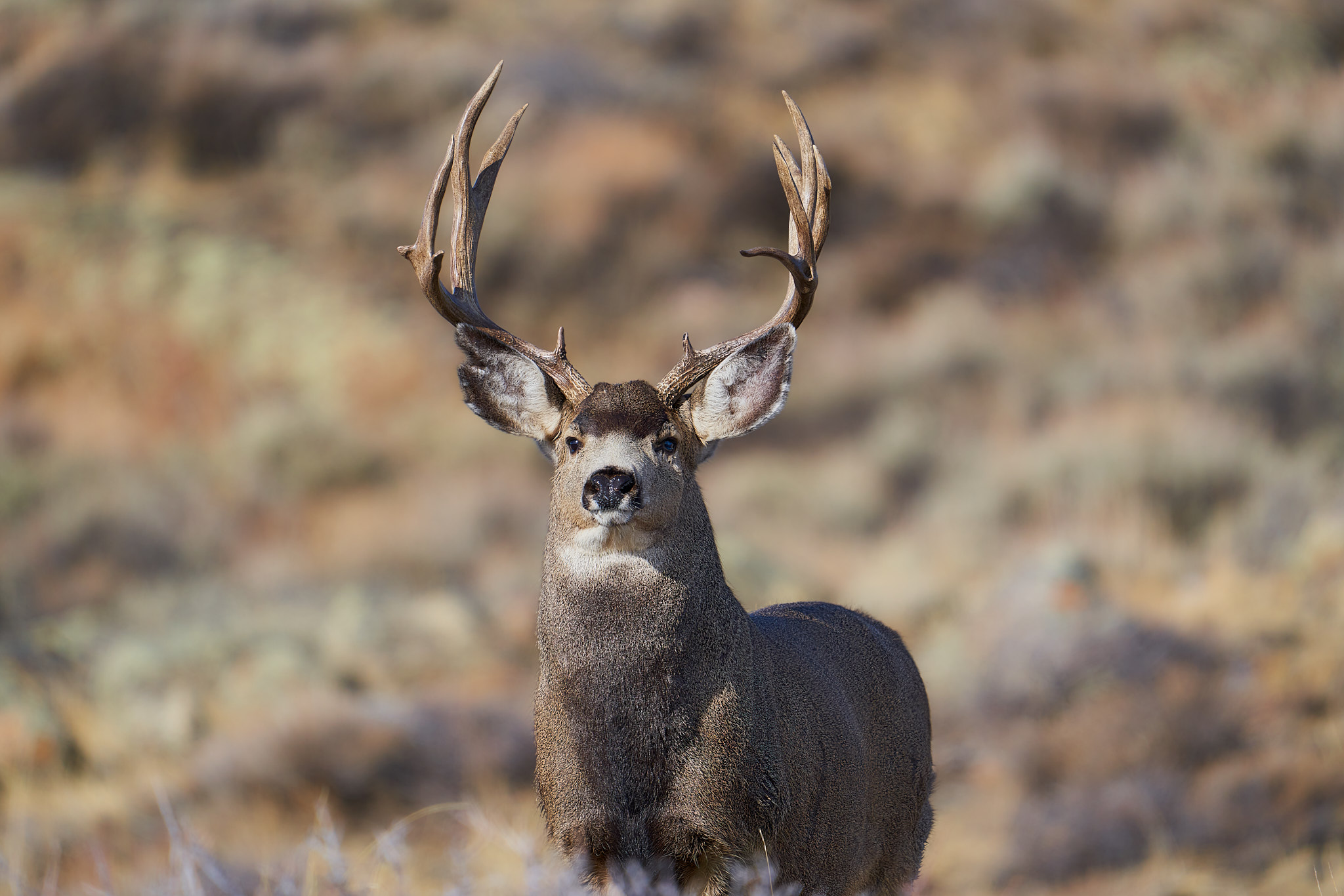 Mule Deer 041