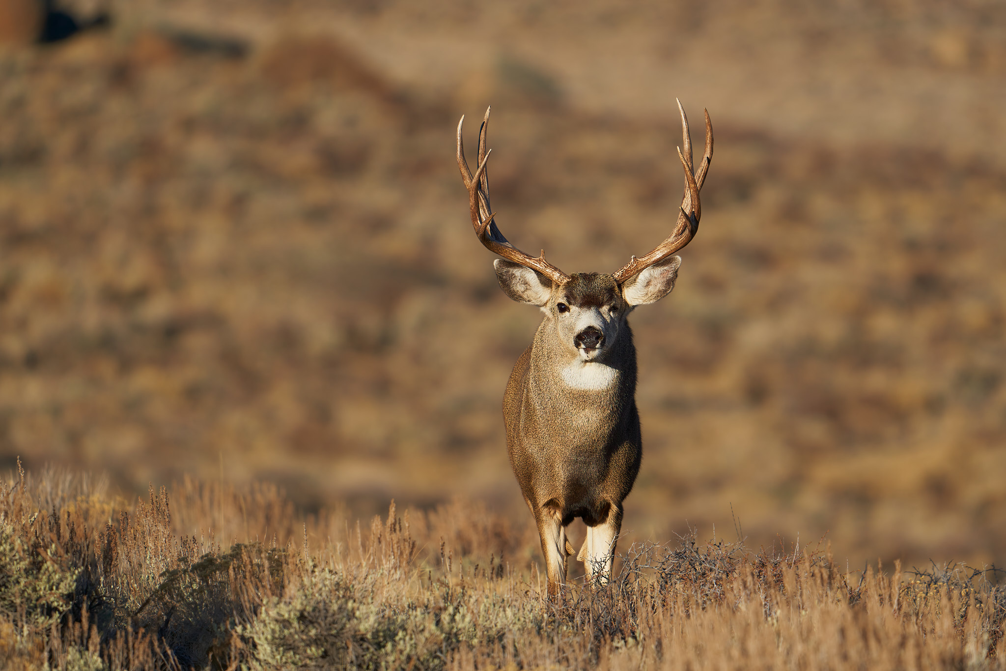 Mule Deer 020