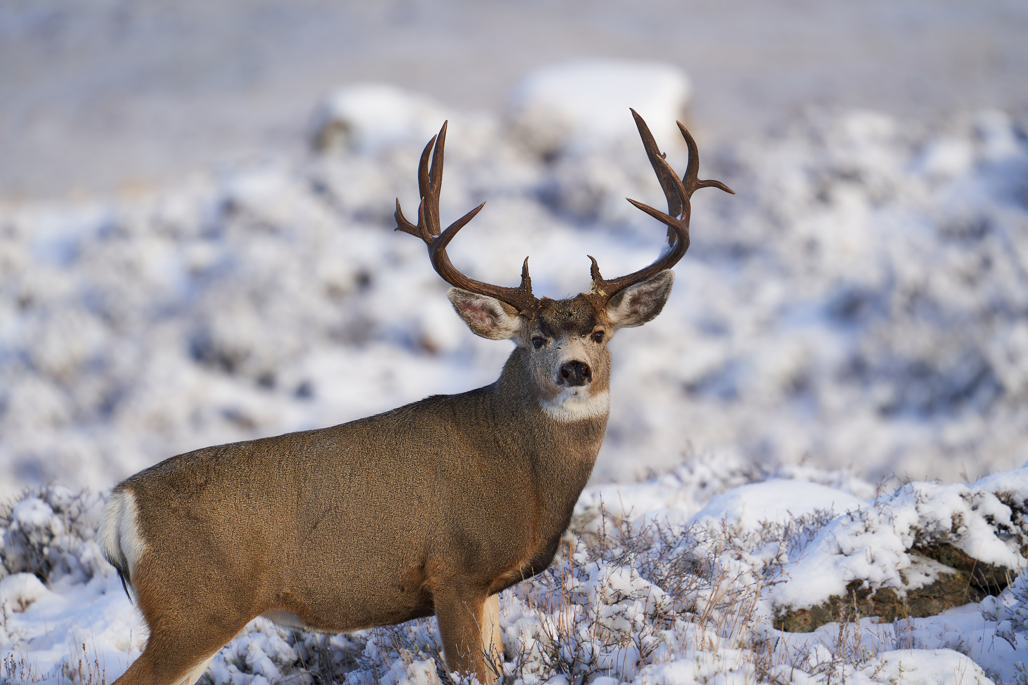 Mule Deer 049