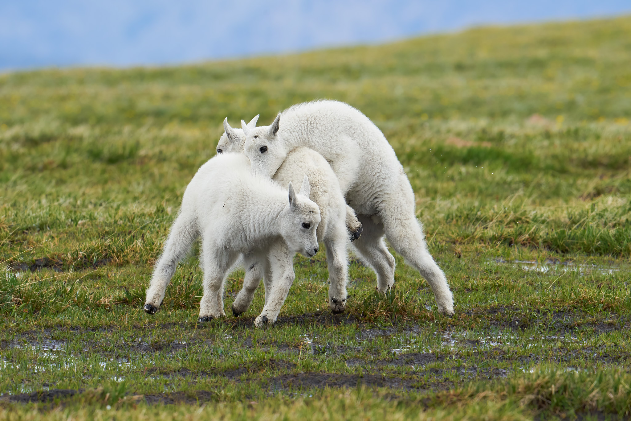 Mountain Goats 0112