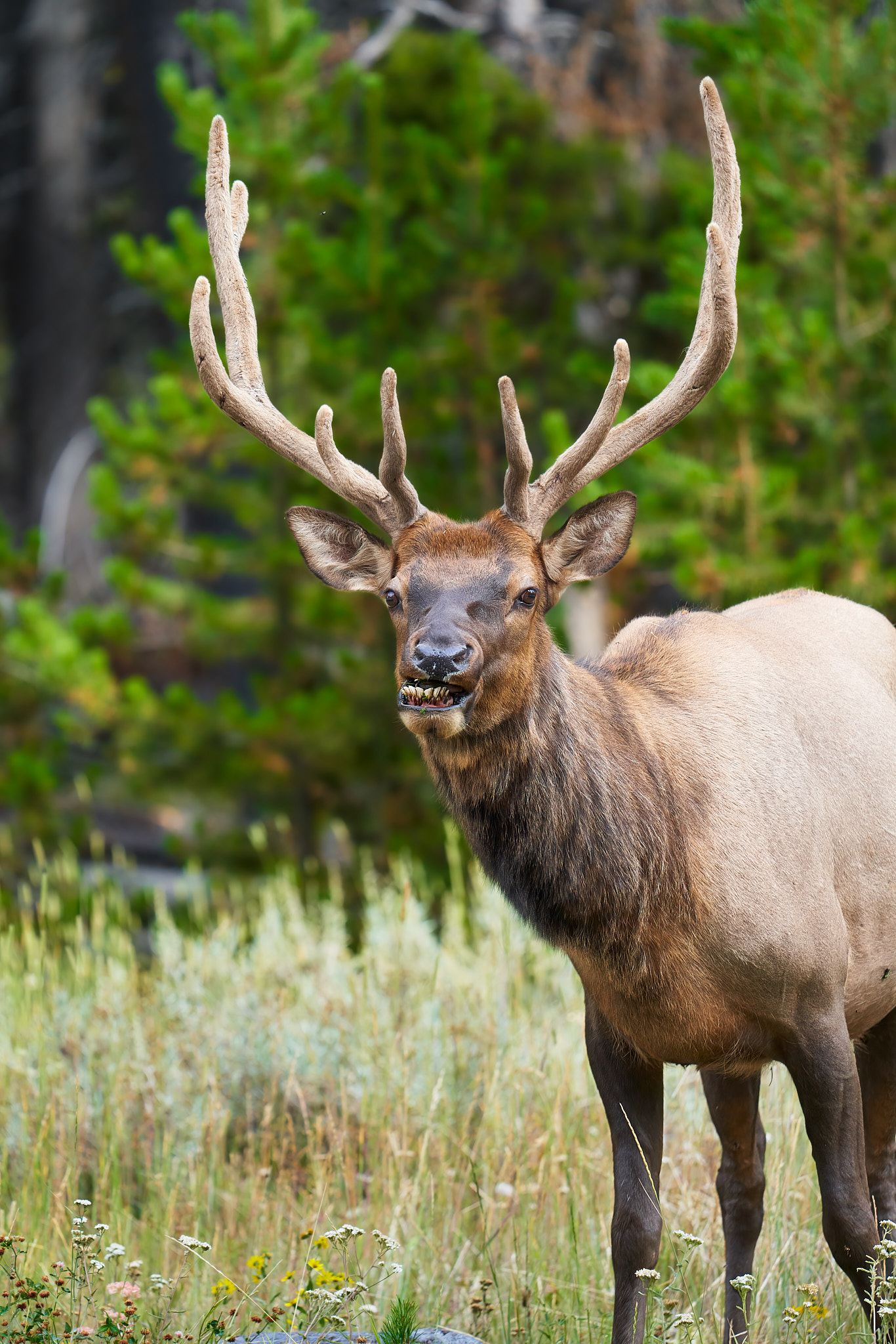 Bull Elk 0123