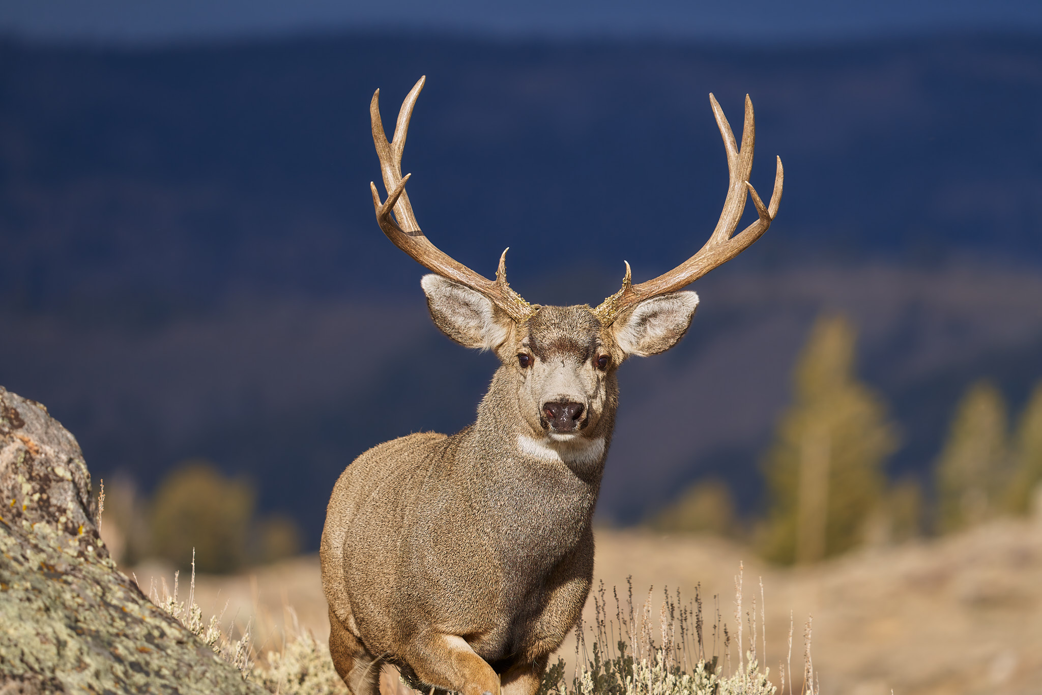 Mule Deer 033