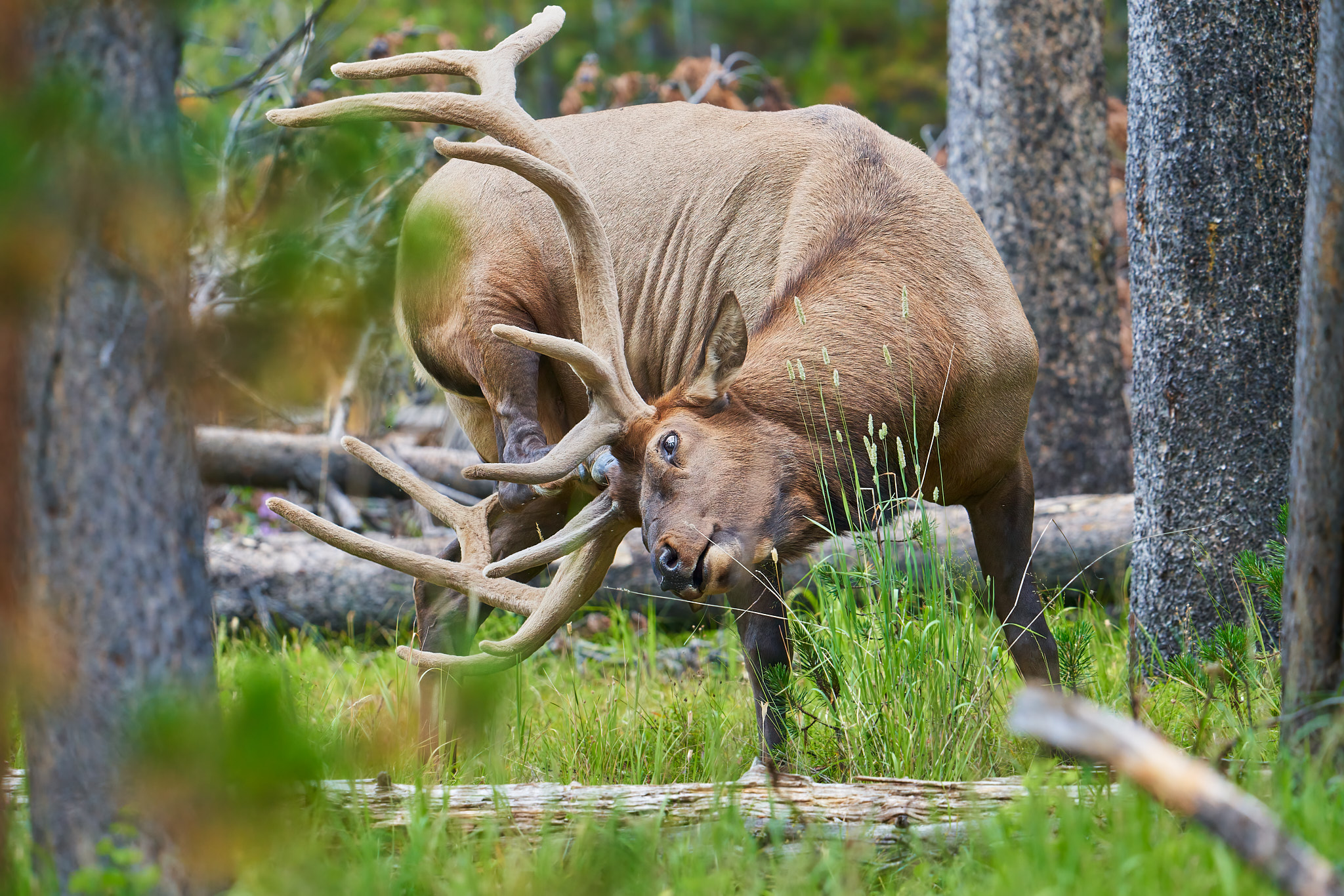 Bull Elk 071