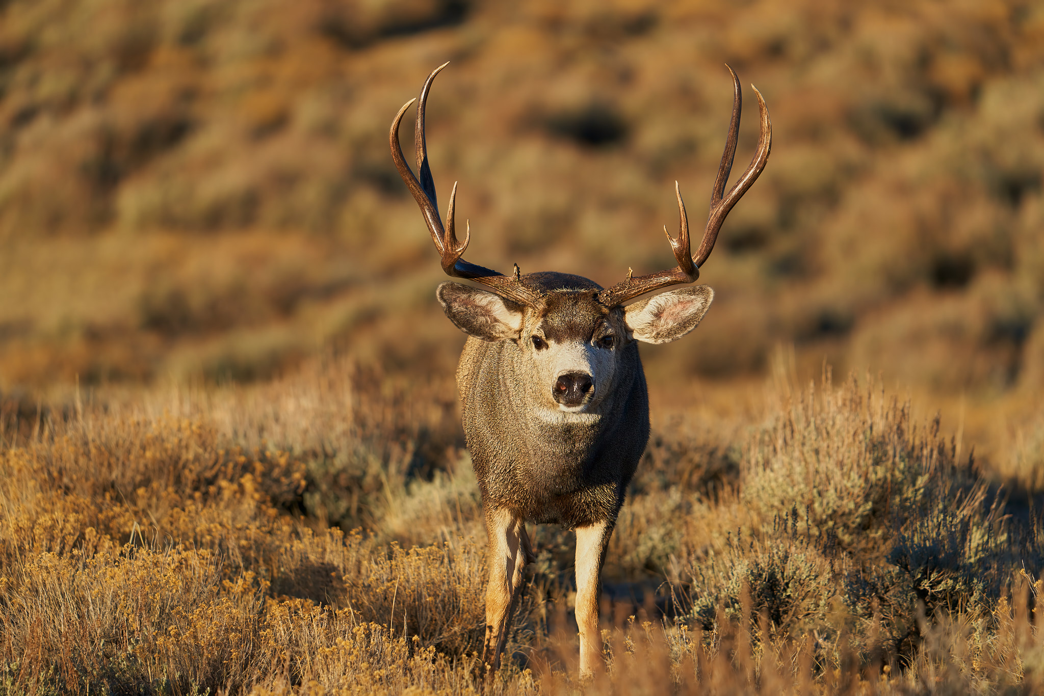 Mule Deer 039