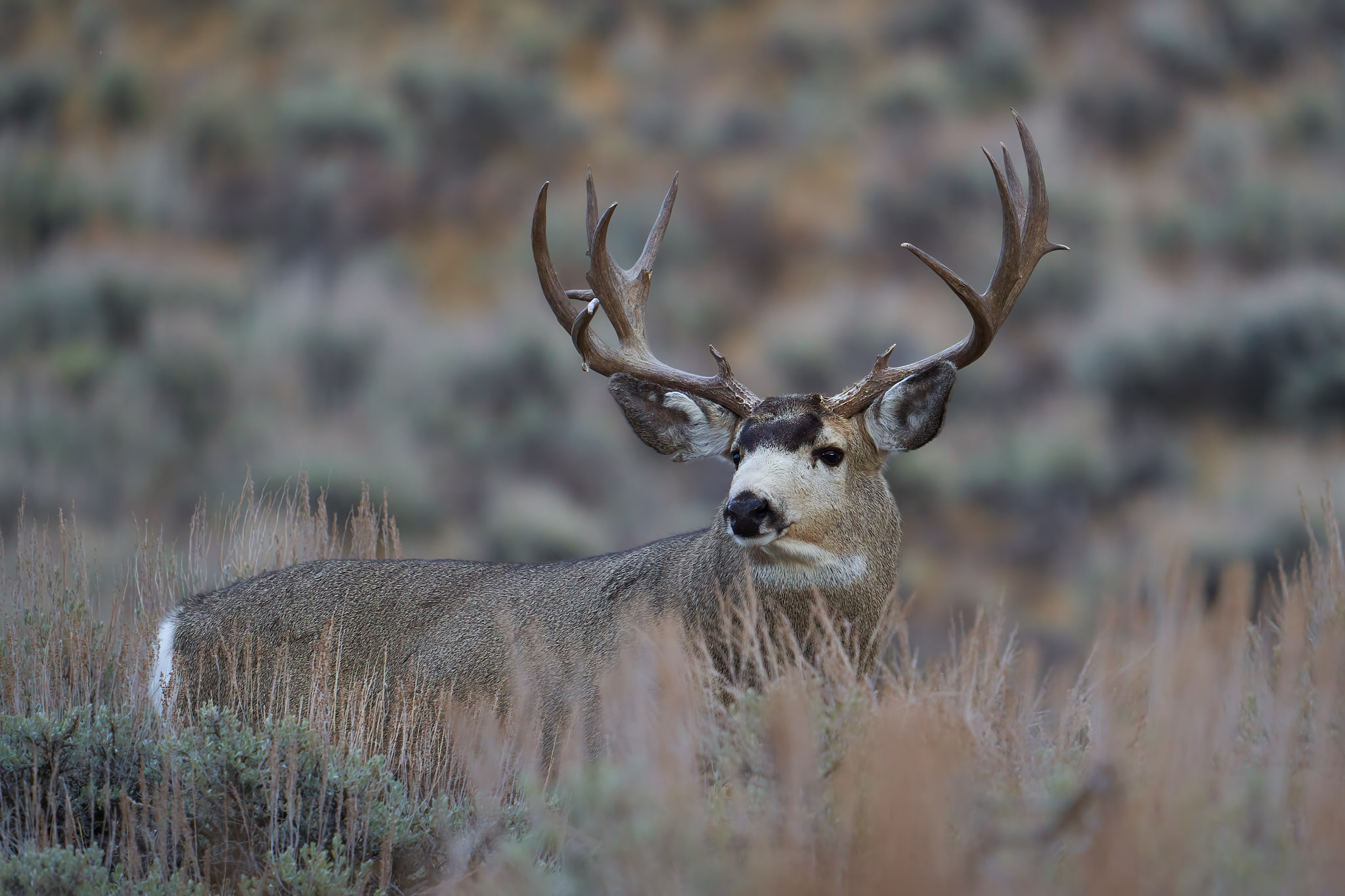 Mule Deer 090