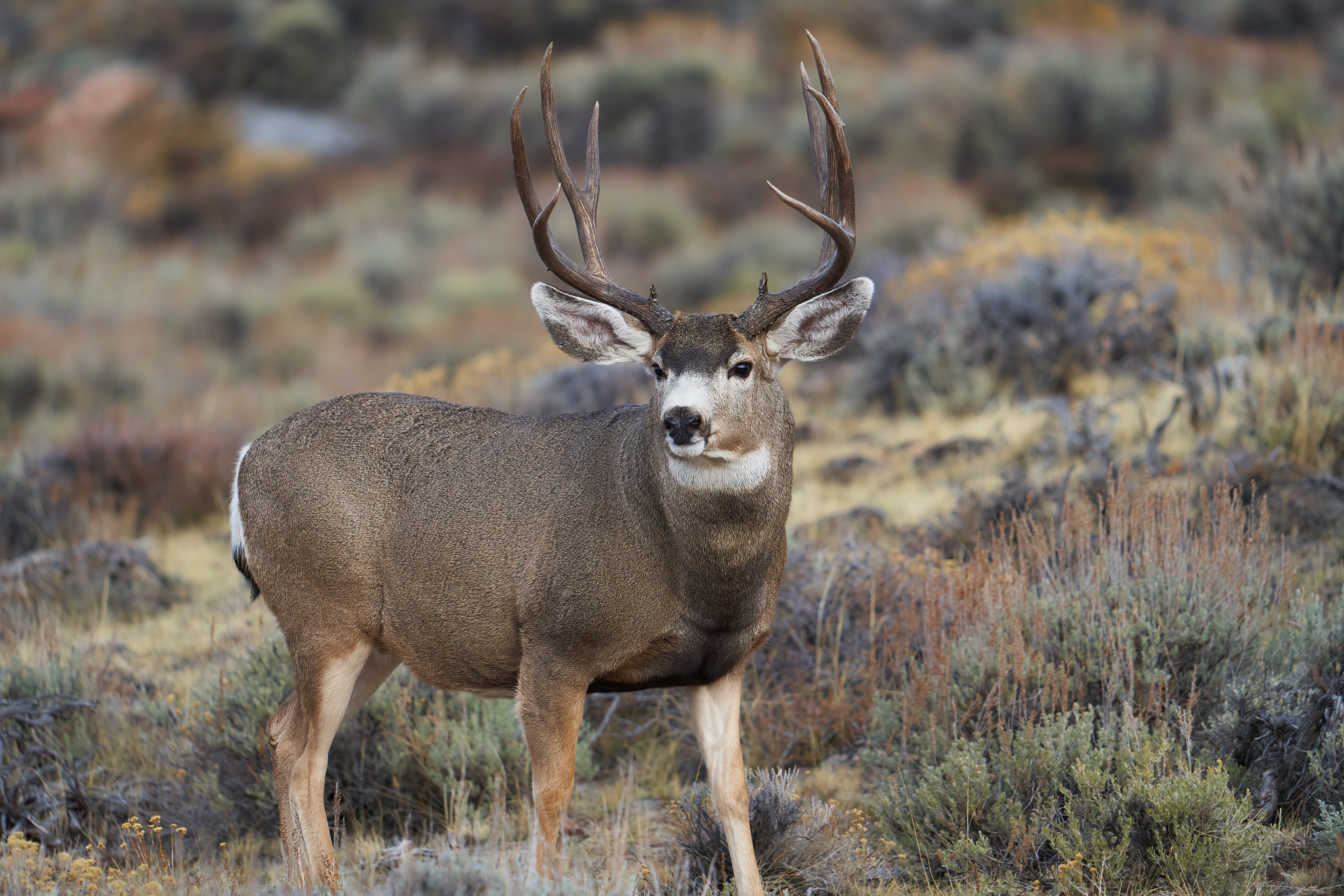 Mule Deer 015