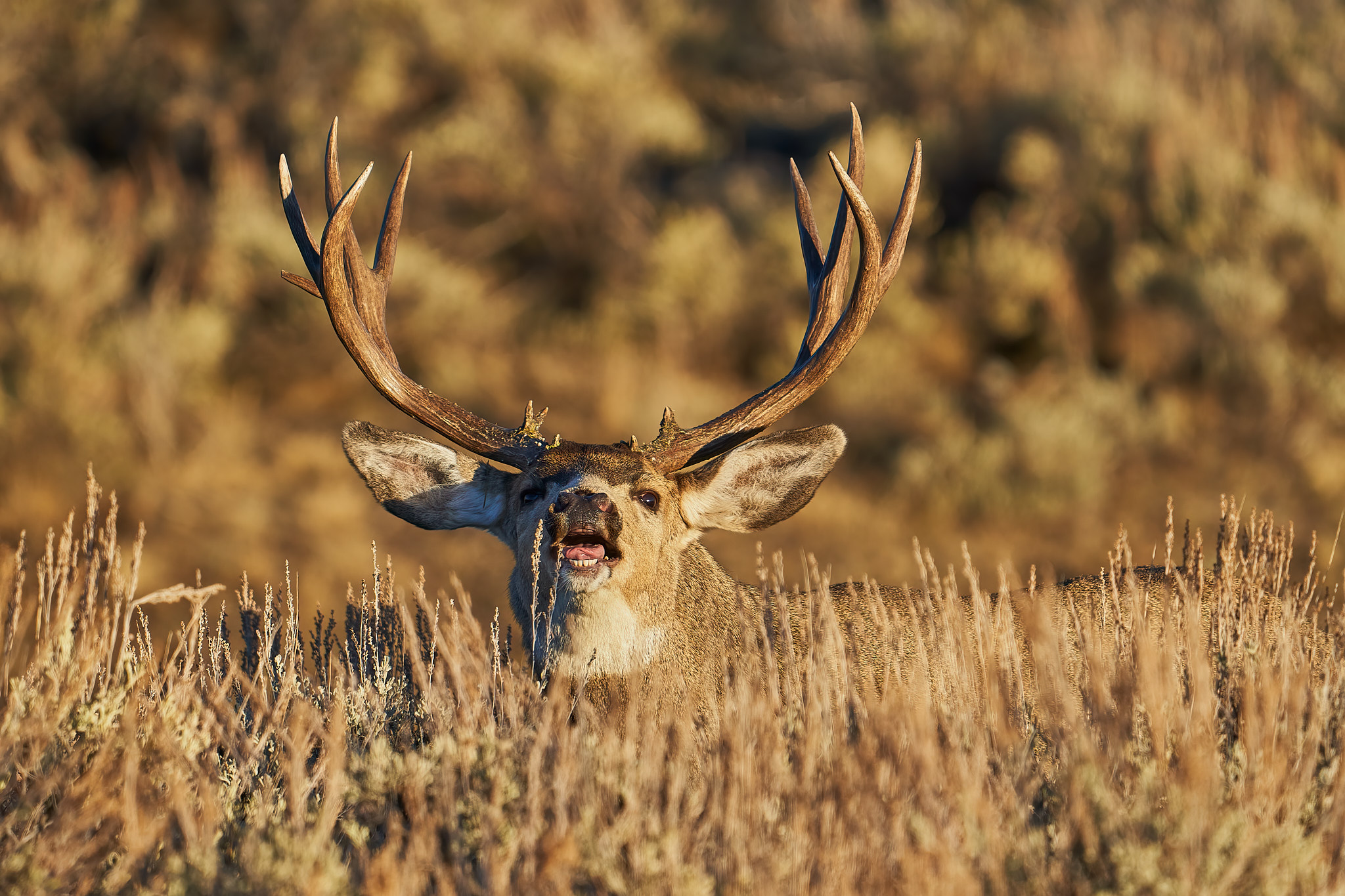 Mule Deer 081
