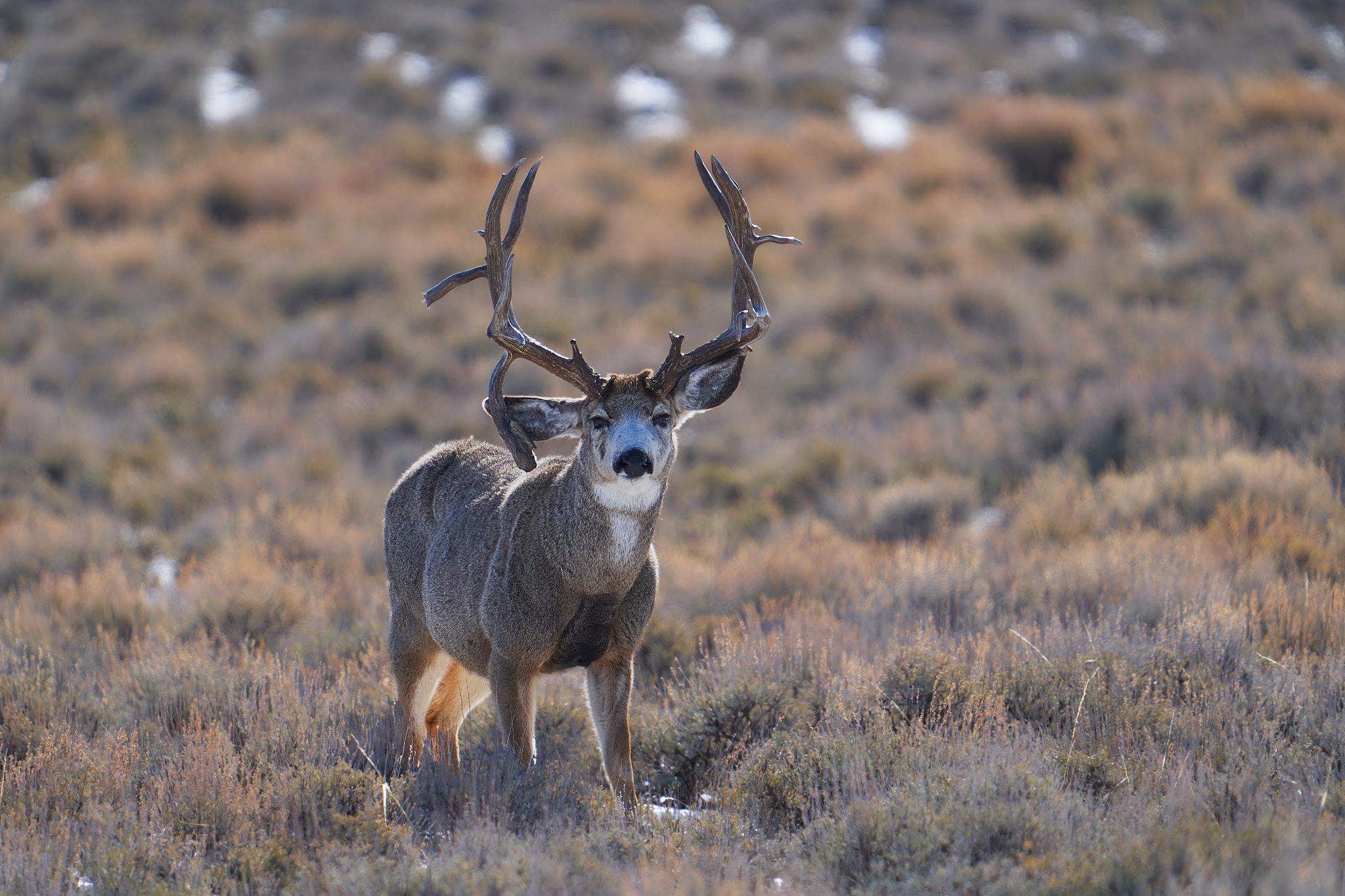Mule Deer 0149