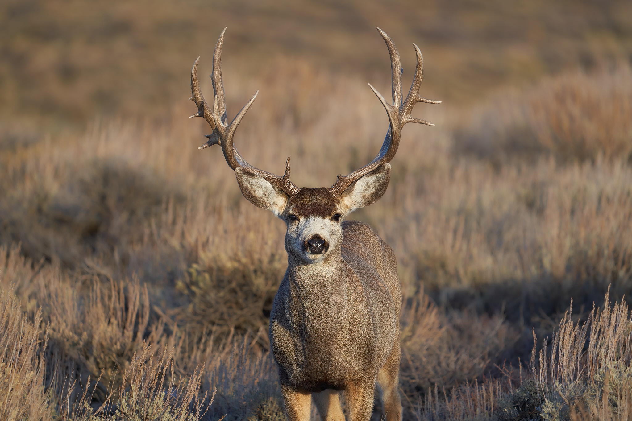 Mule Deer 0155
