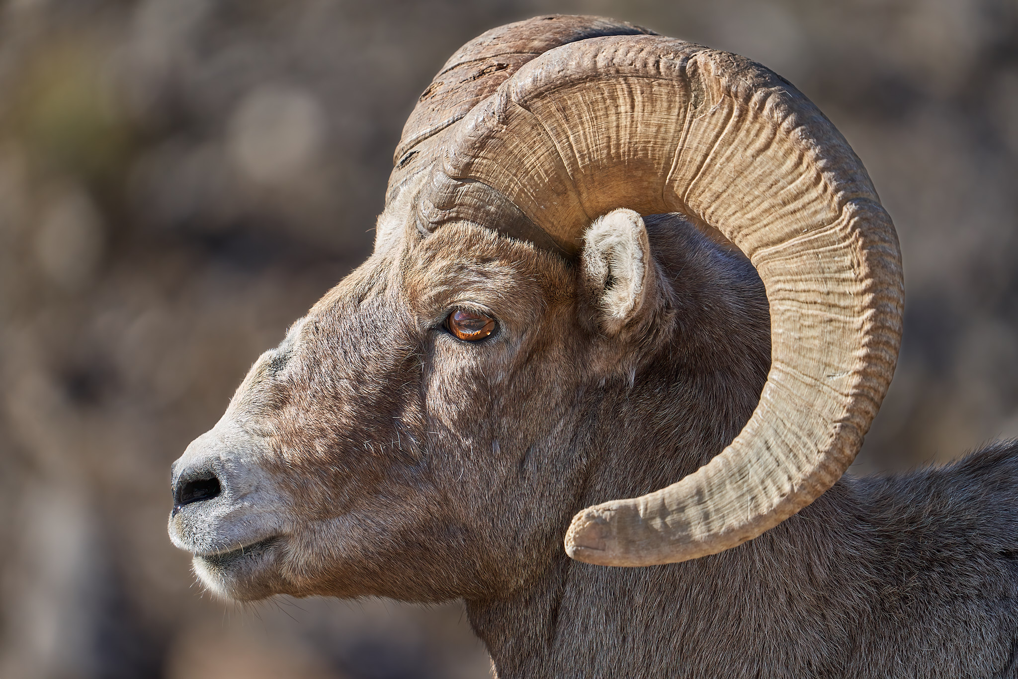 Bighorn Sheep 0104