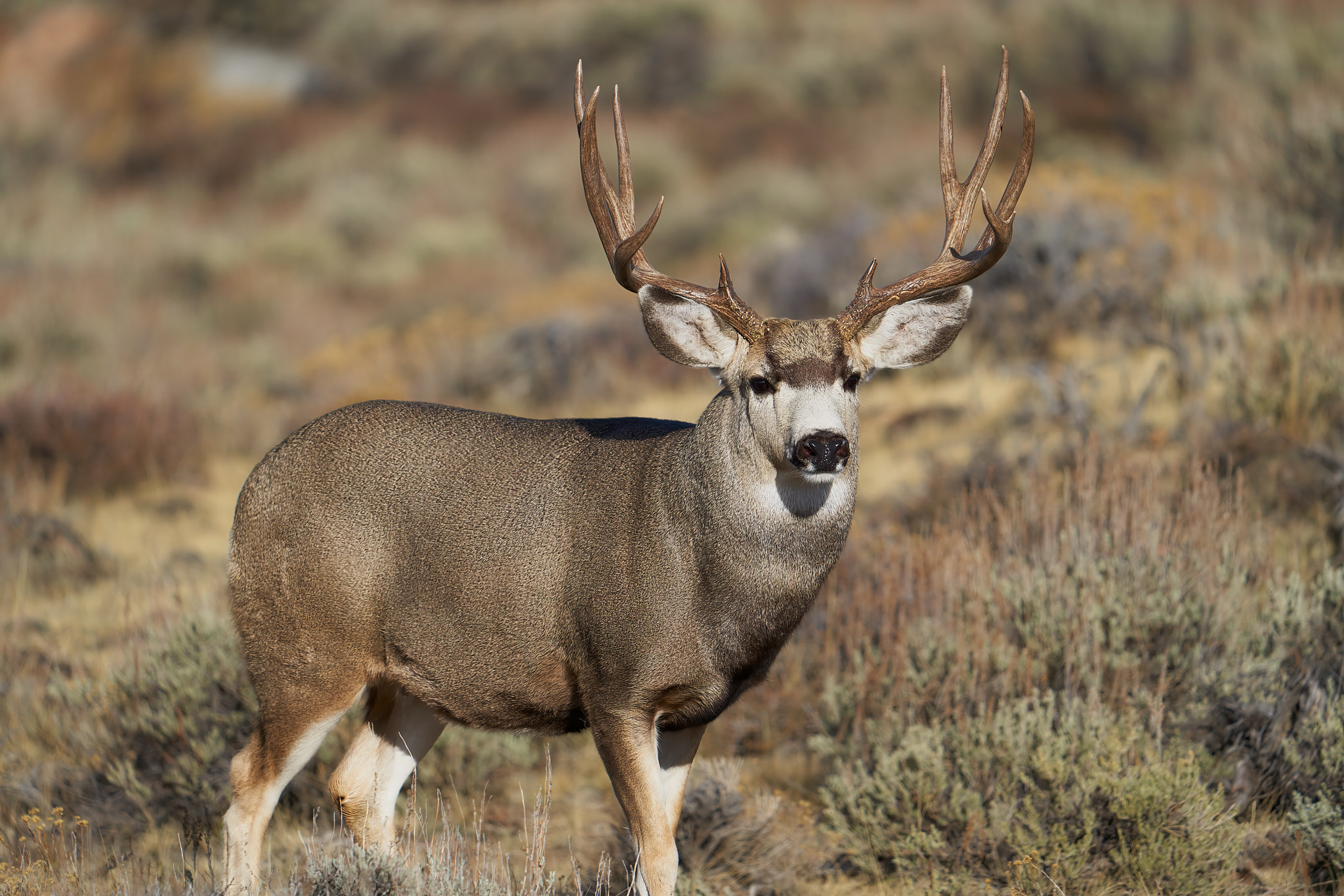Mule Deer 035