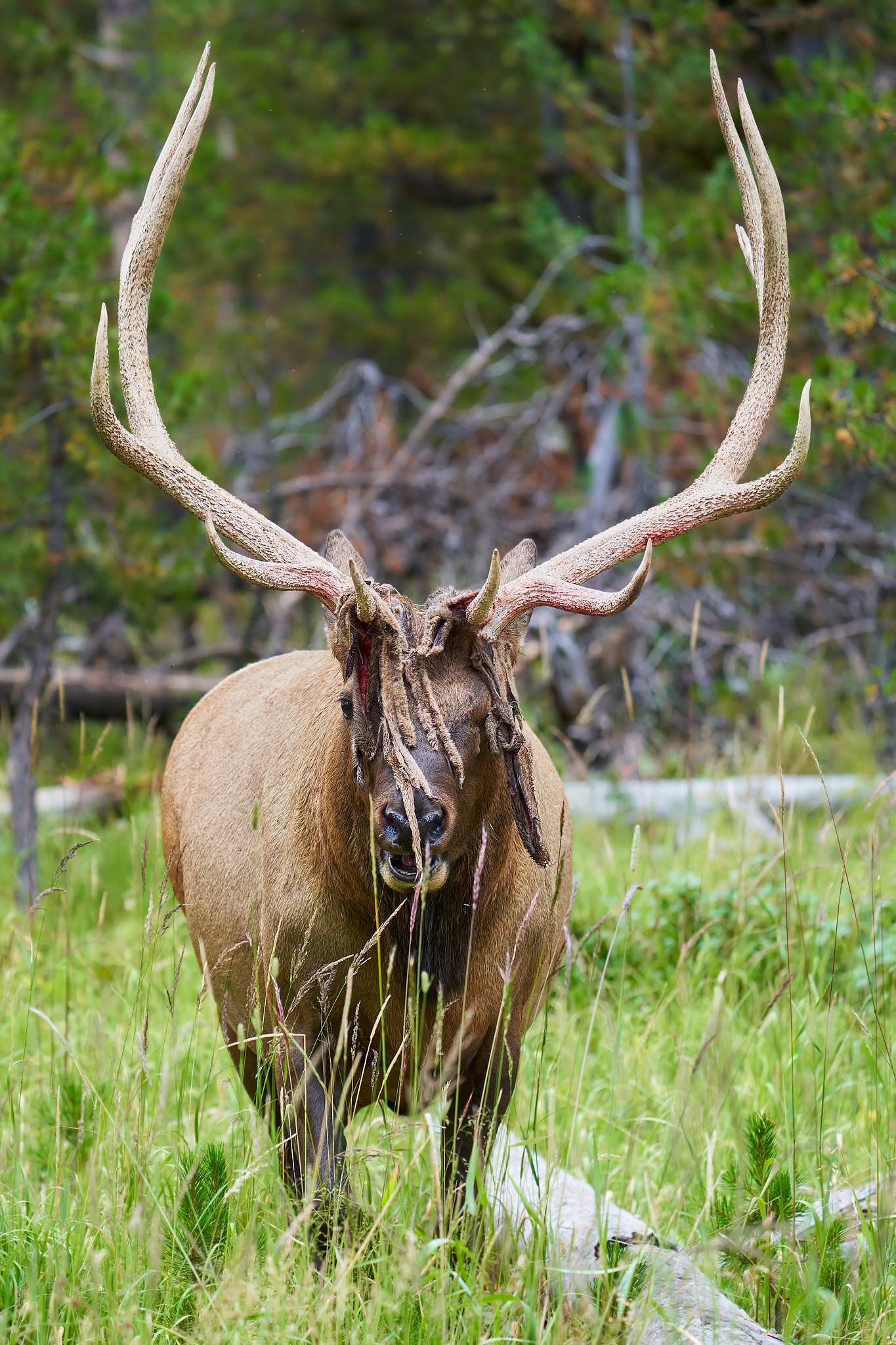 Bull Elk 0120