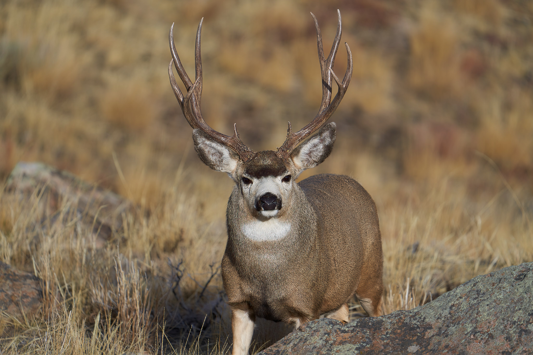 Mule Deer 087