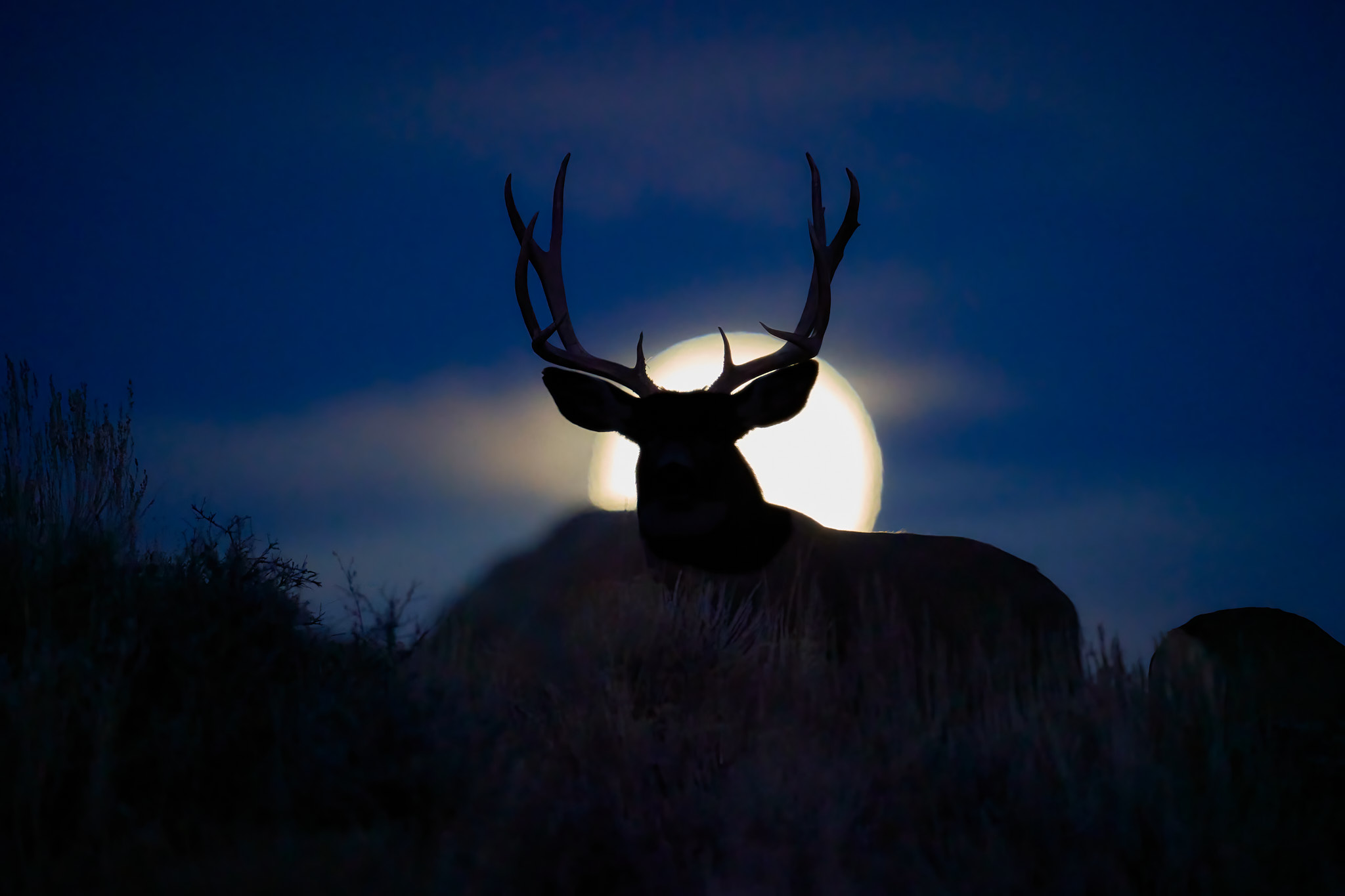 Mule Deer 032