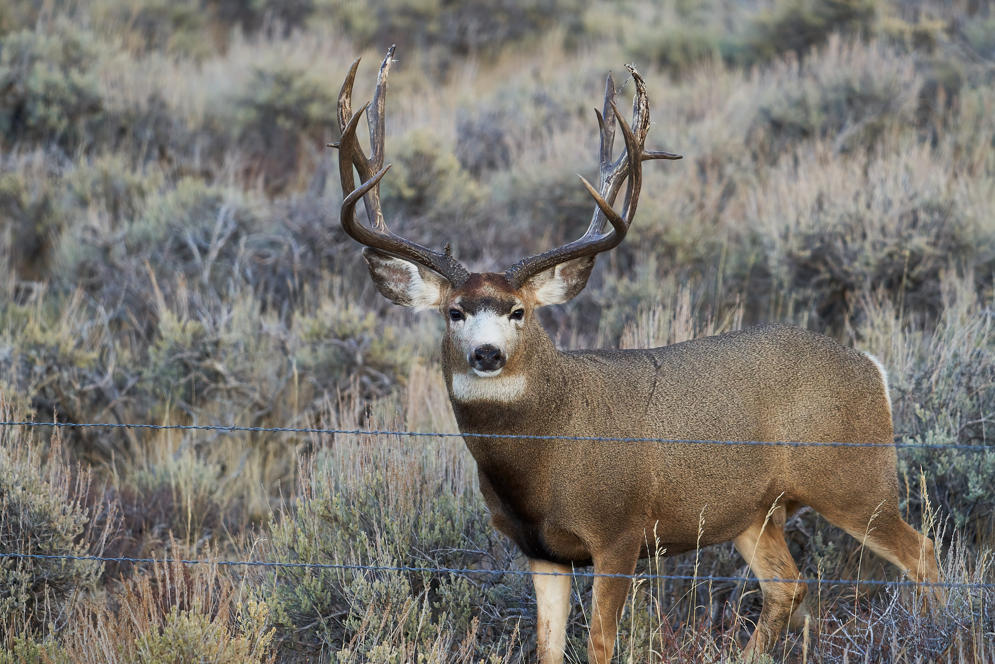 Mule Deer 051