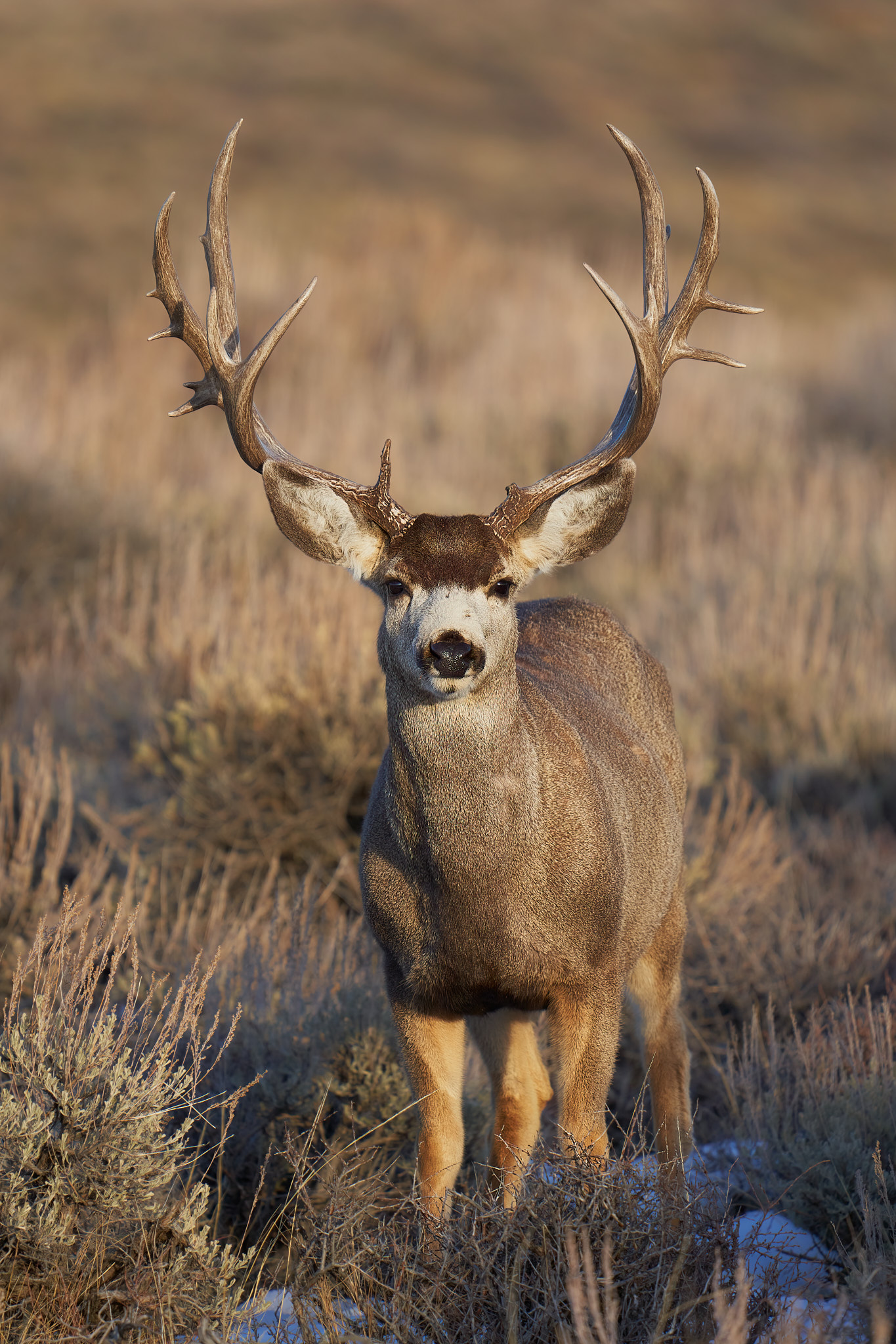 Mule Deer 0154