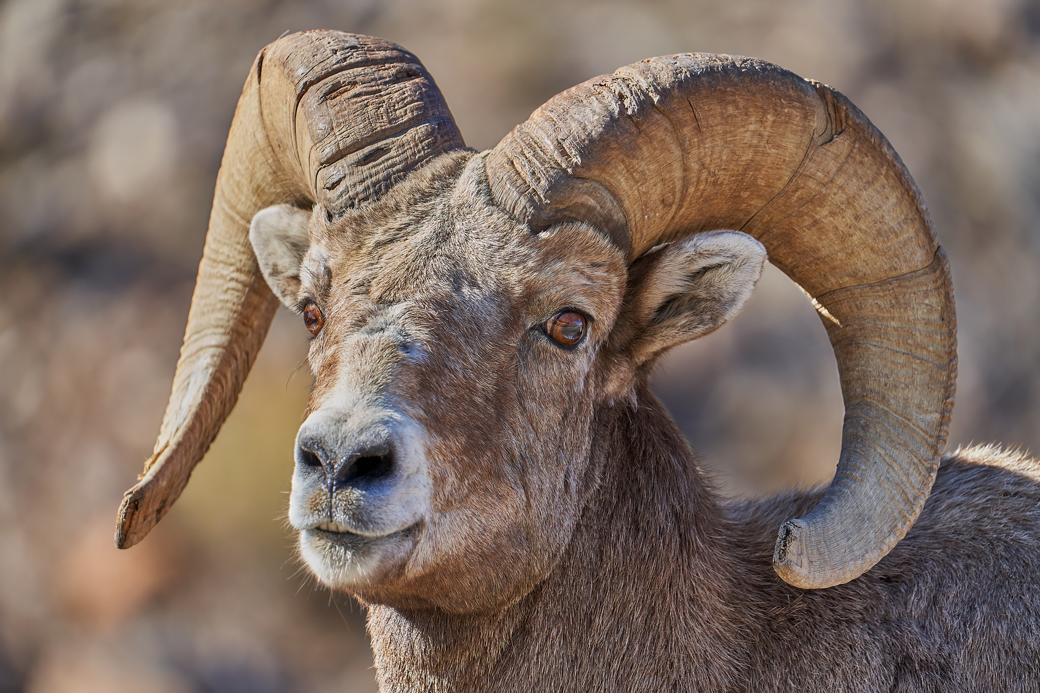 Bighorn Sheep 008