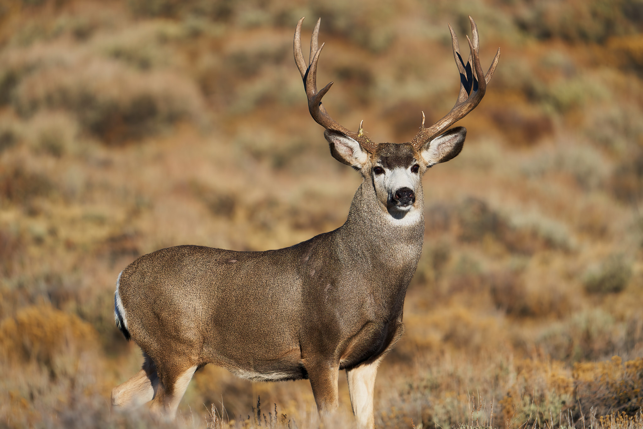 Mule Deer 082