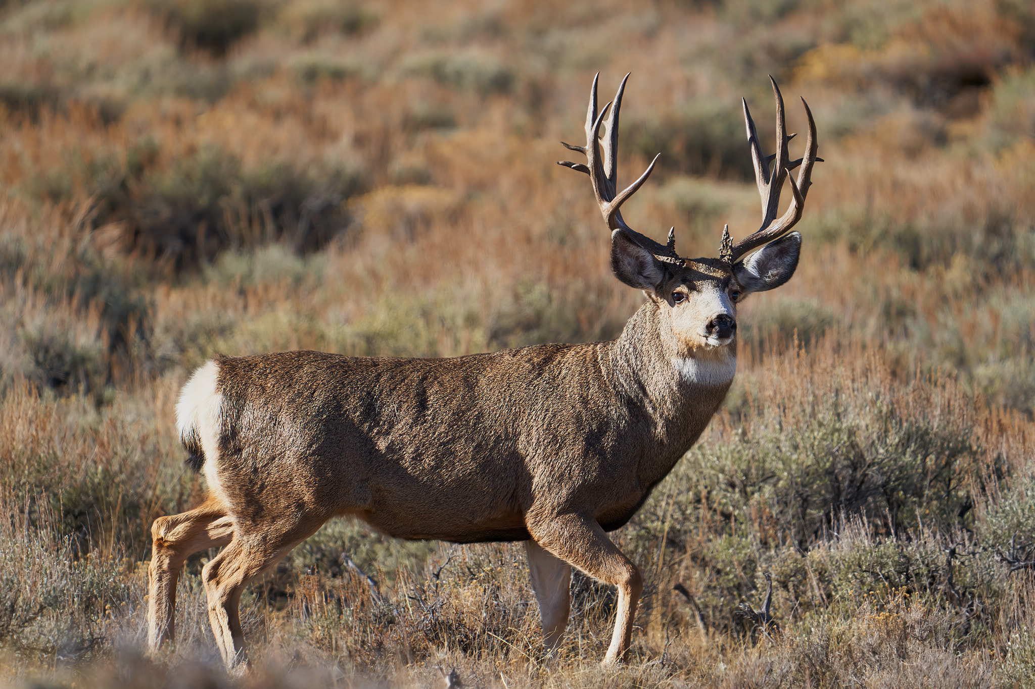 Mule Deer 012