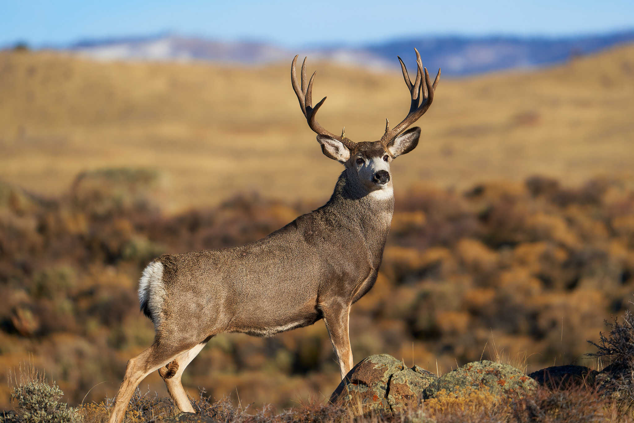Mule Deer 083