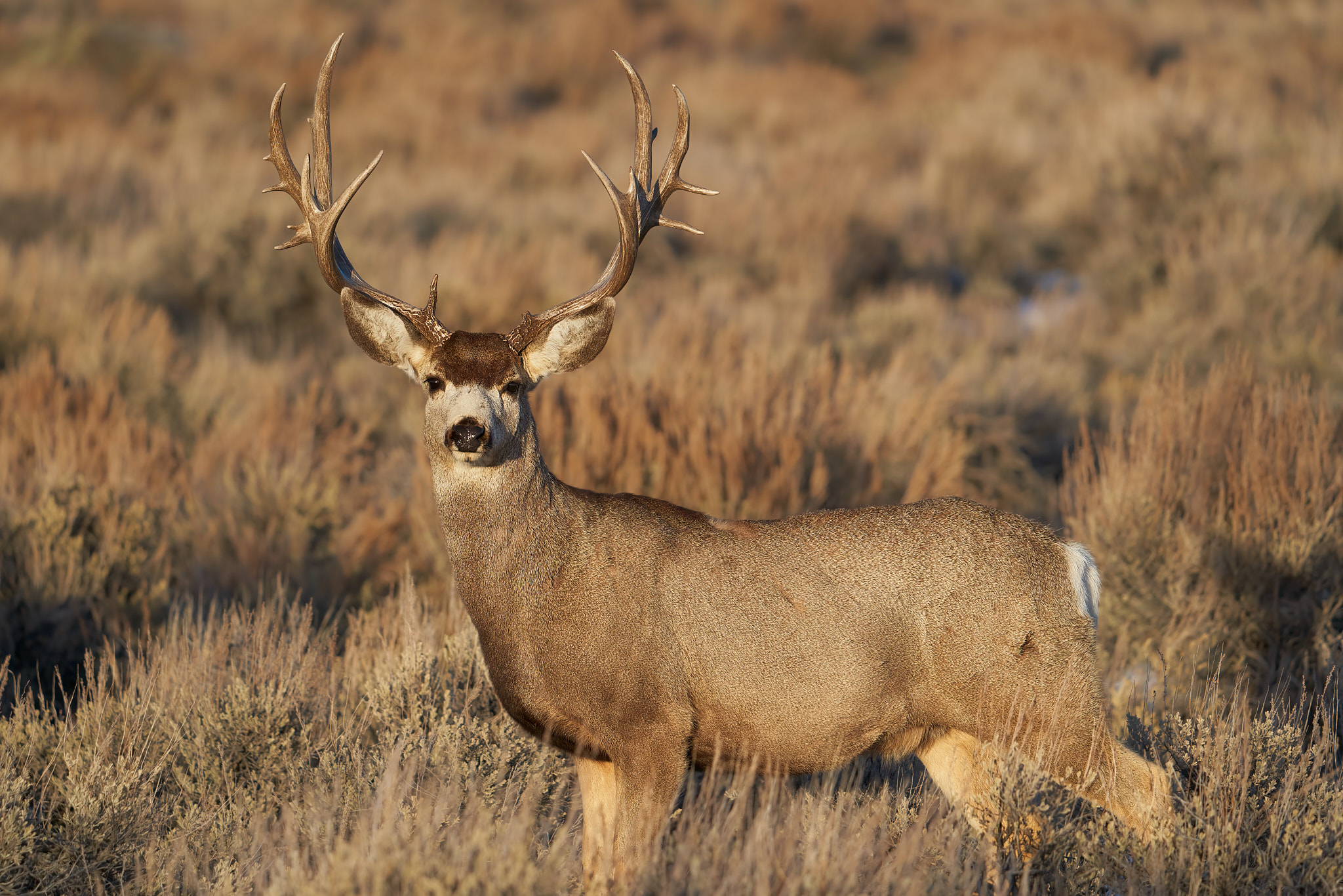 Mule Deer 0156