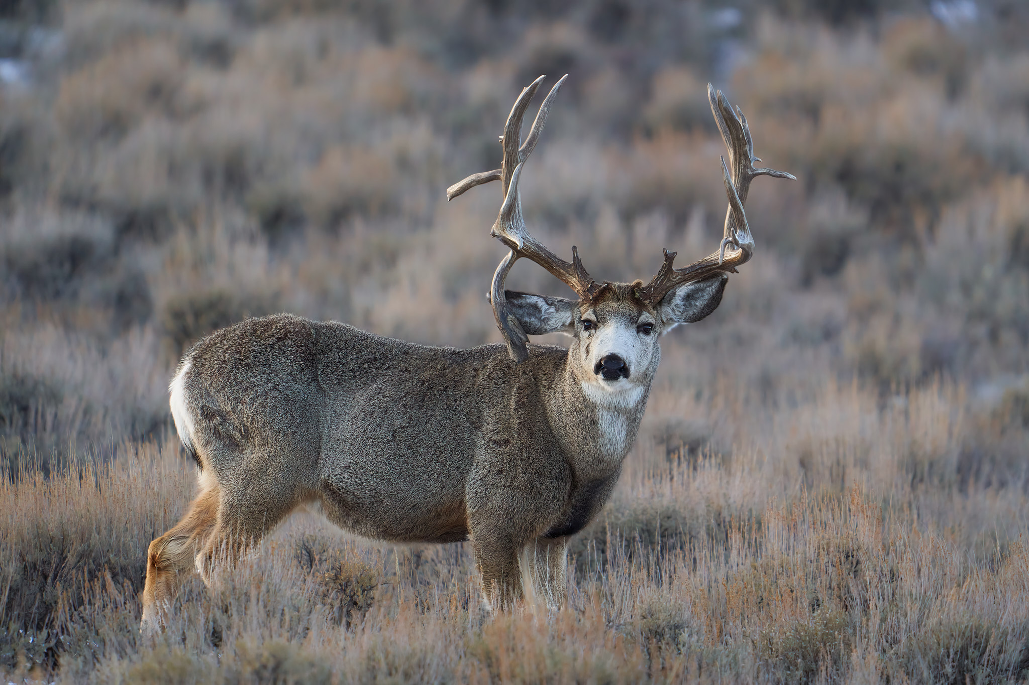 Mule Deer 0151