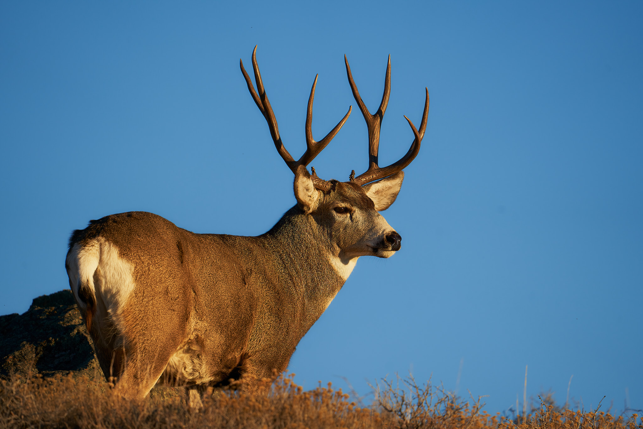 Mule Deer 027
