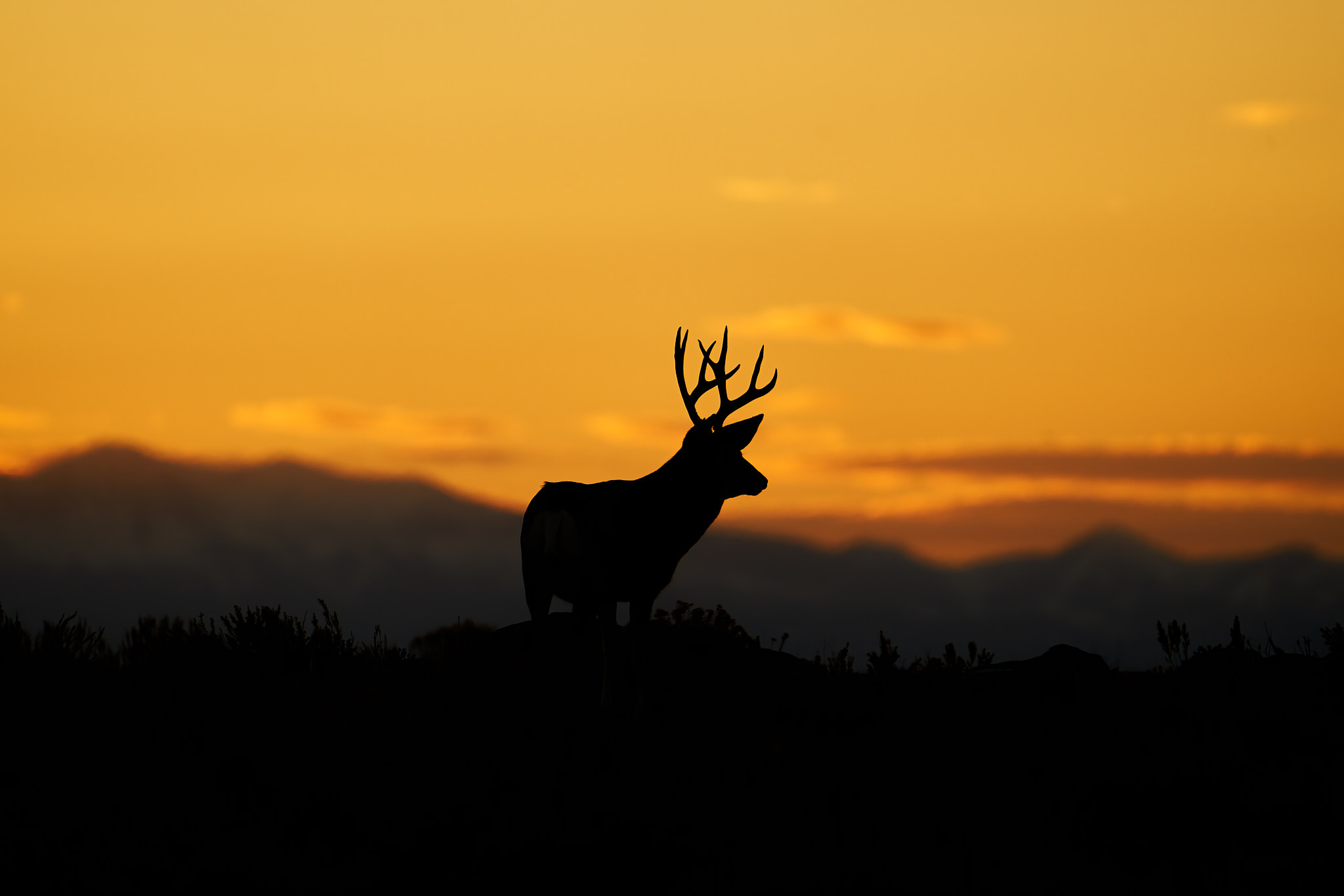 Mule Deer 022