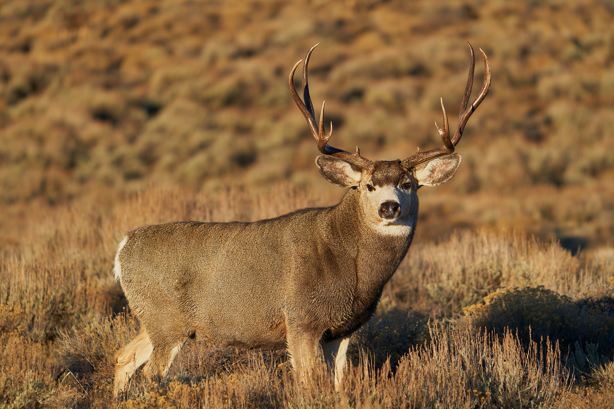 Mule Deer 014