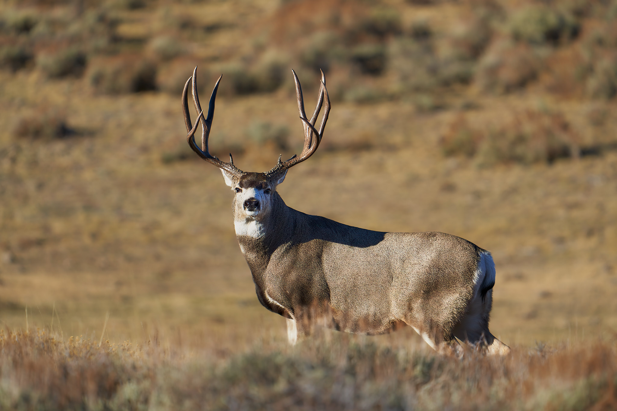 Mule Deer 086