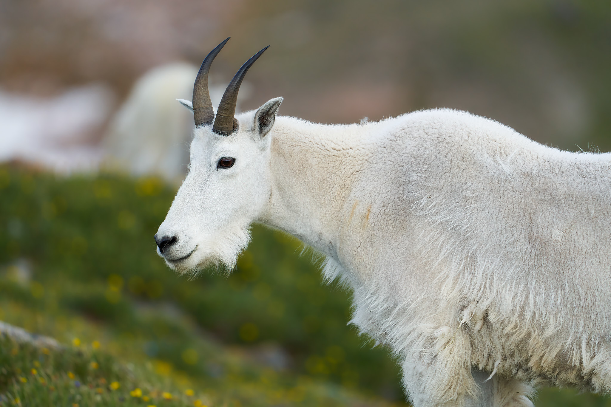 Mountain Goat 0109