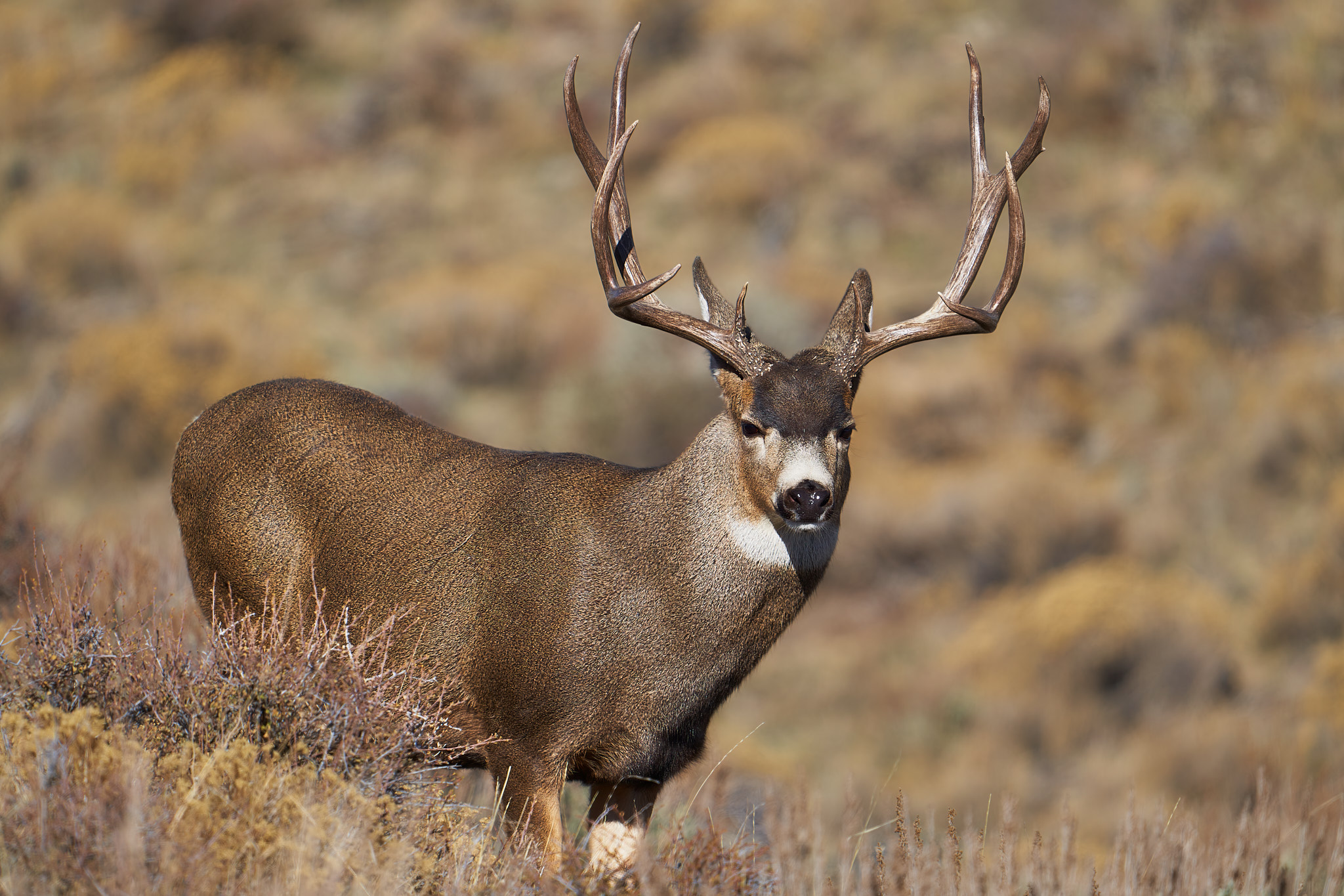 Mule Deer 025