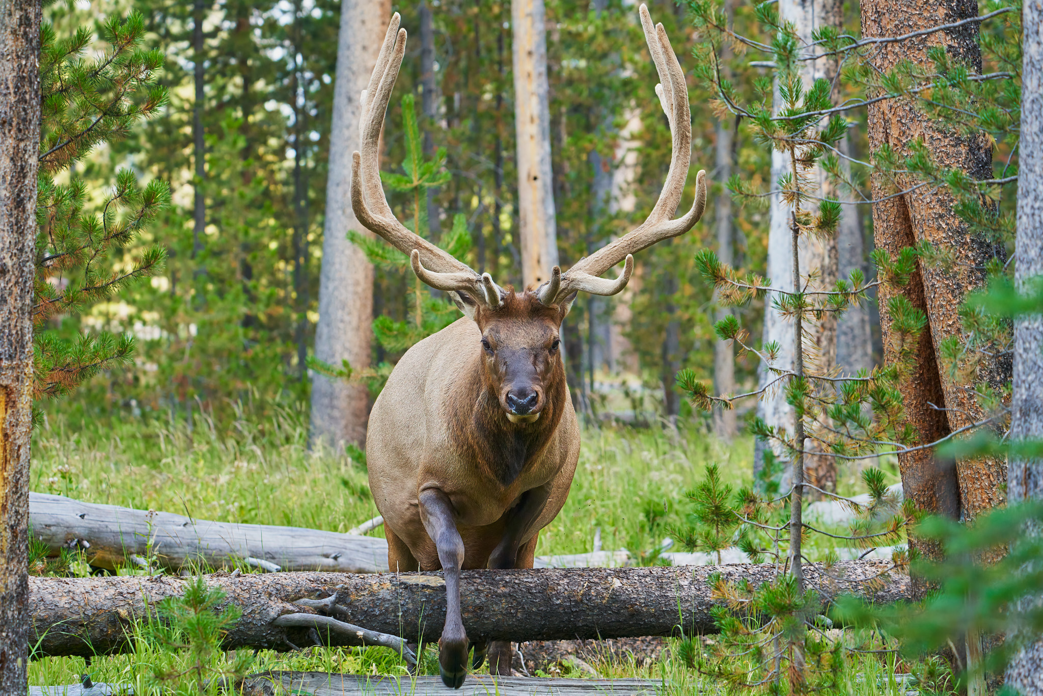 Elk 062