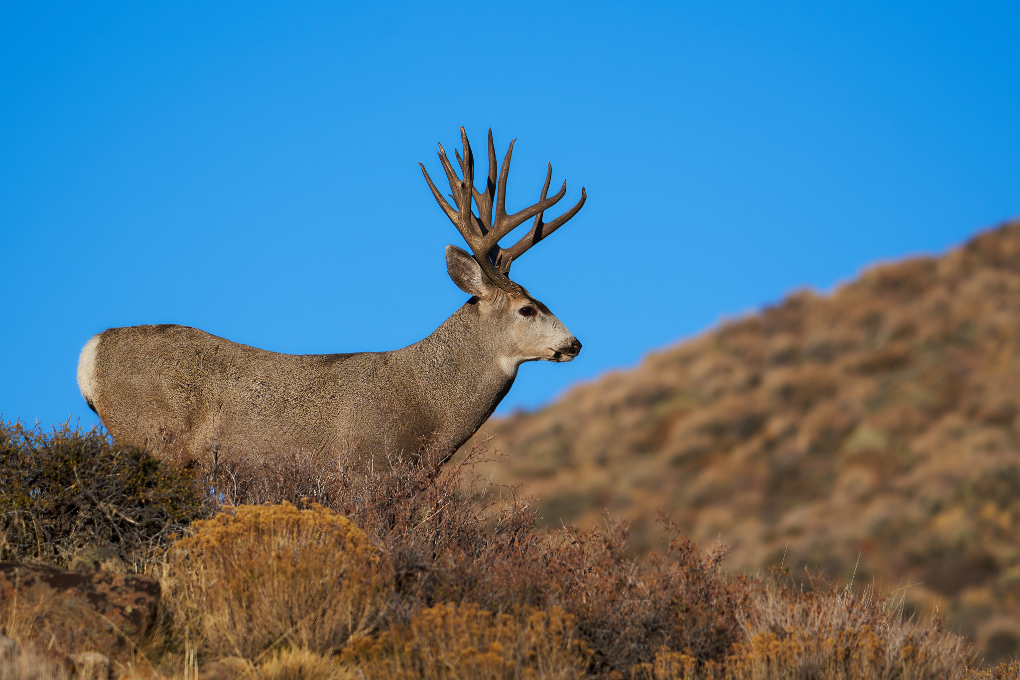 Mule Deer 079