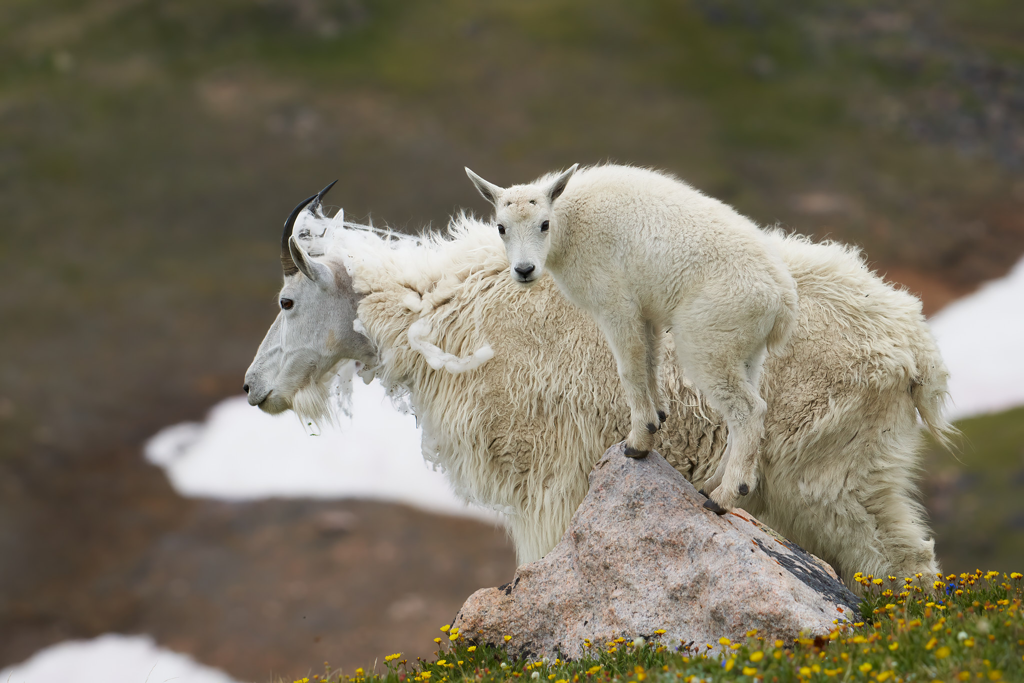 Mountain Goat 0111