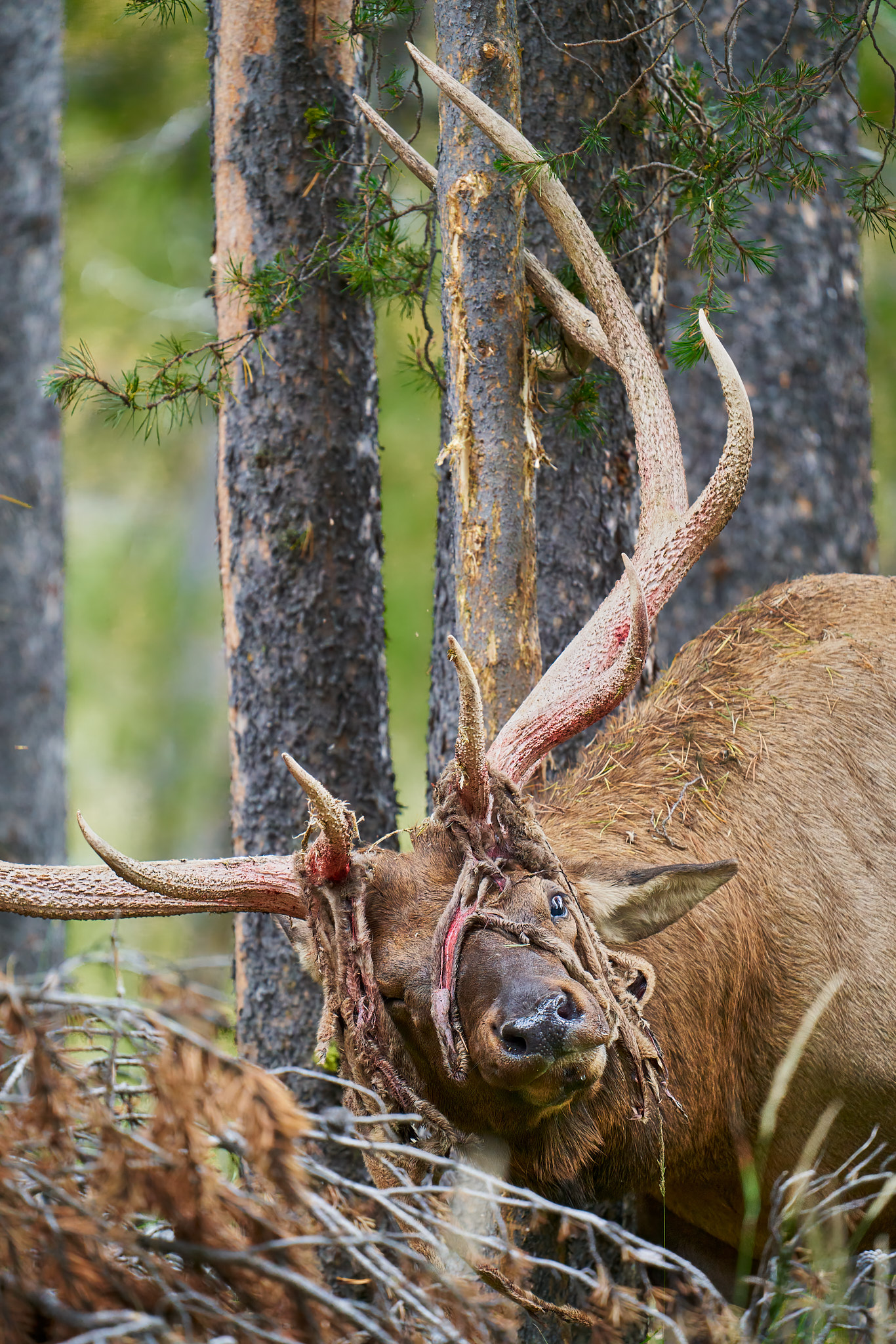 Bull Elk 0121