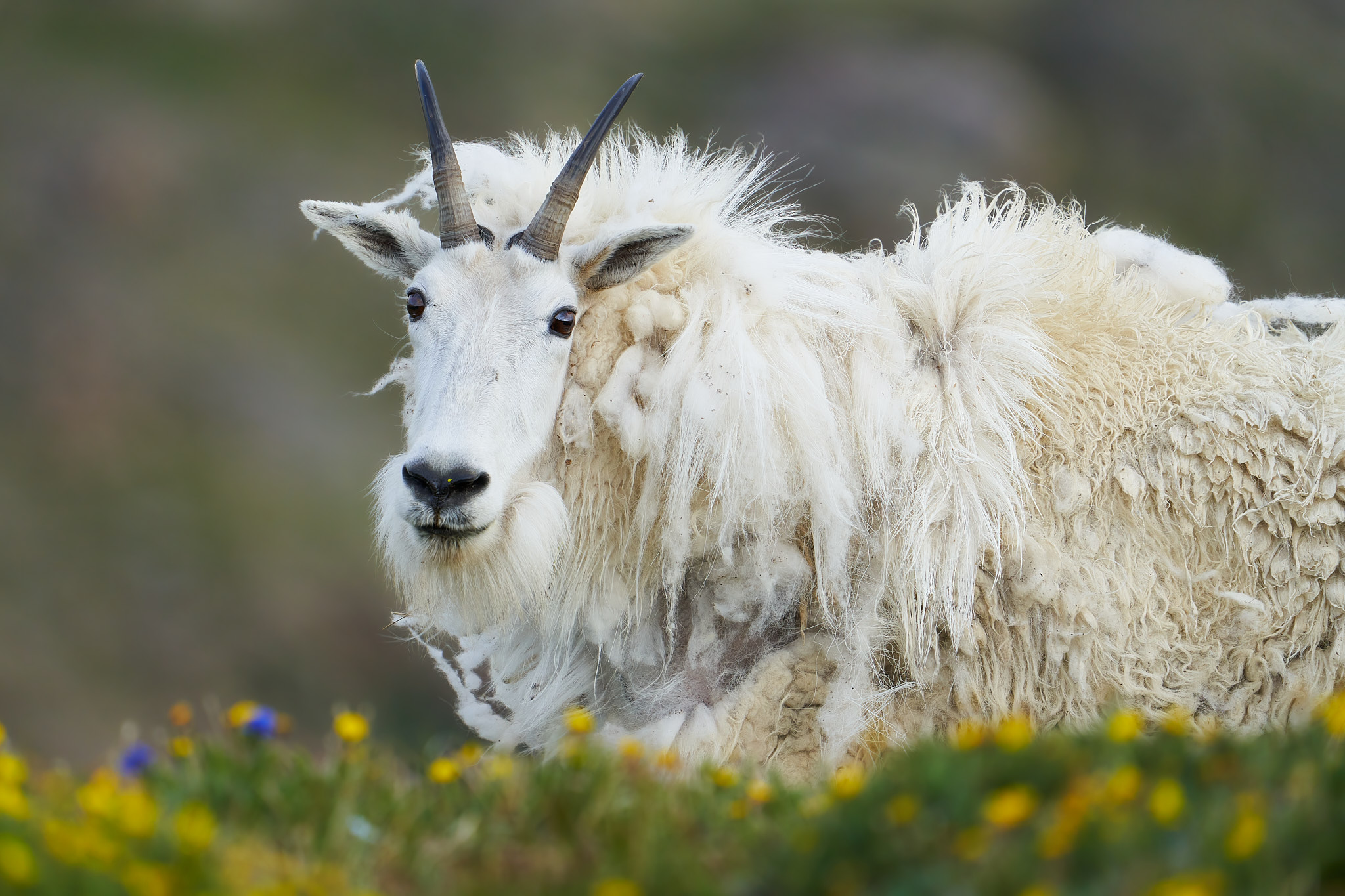 Mountain Goat 0108