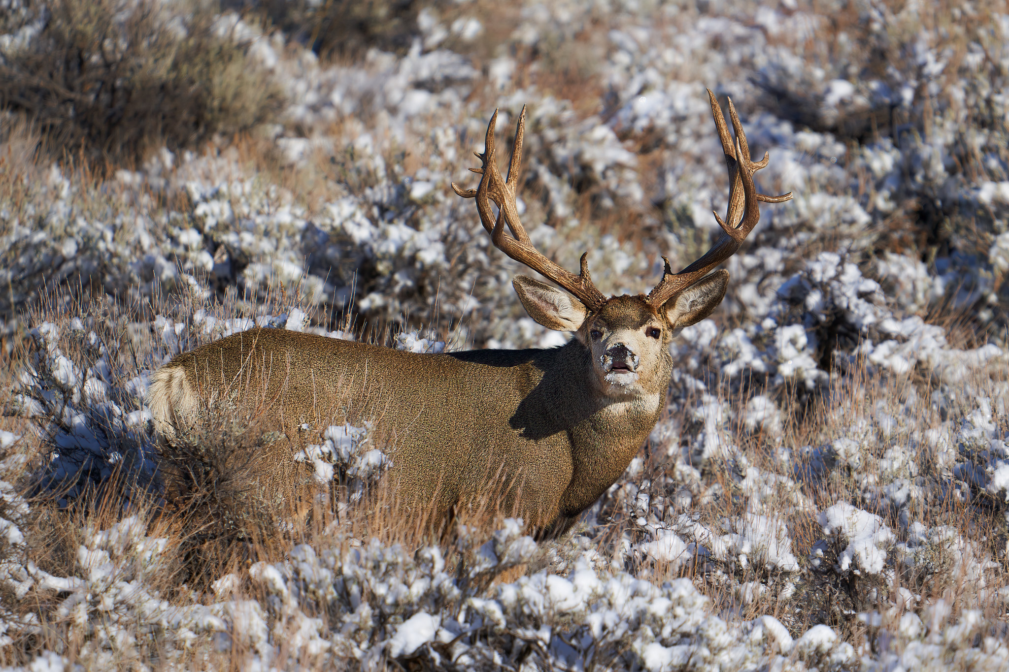 Mule Deer 021