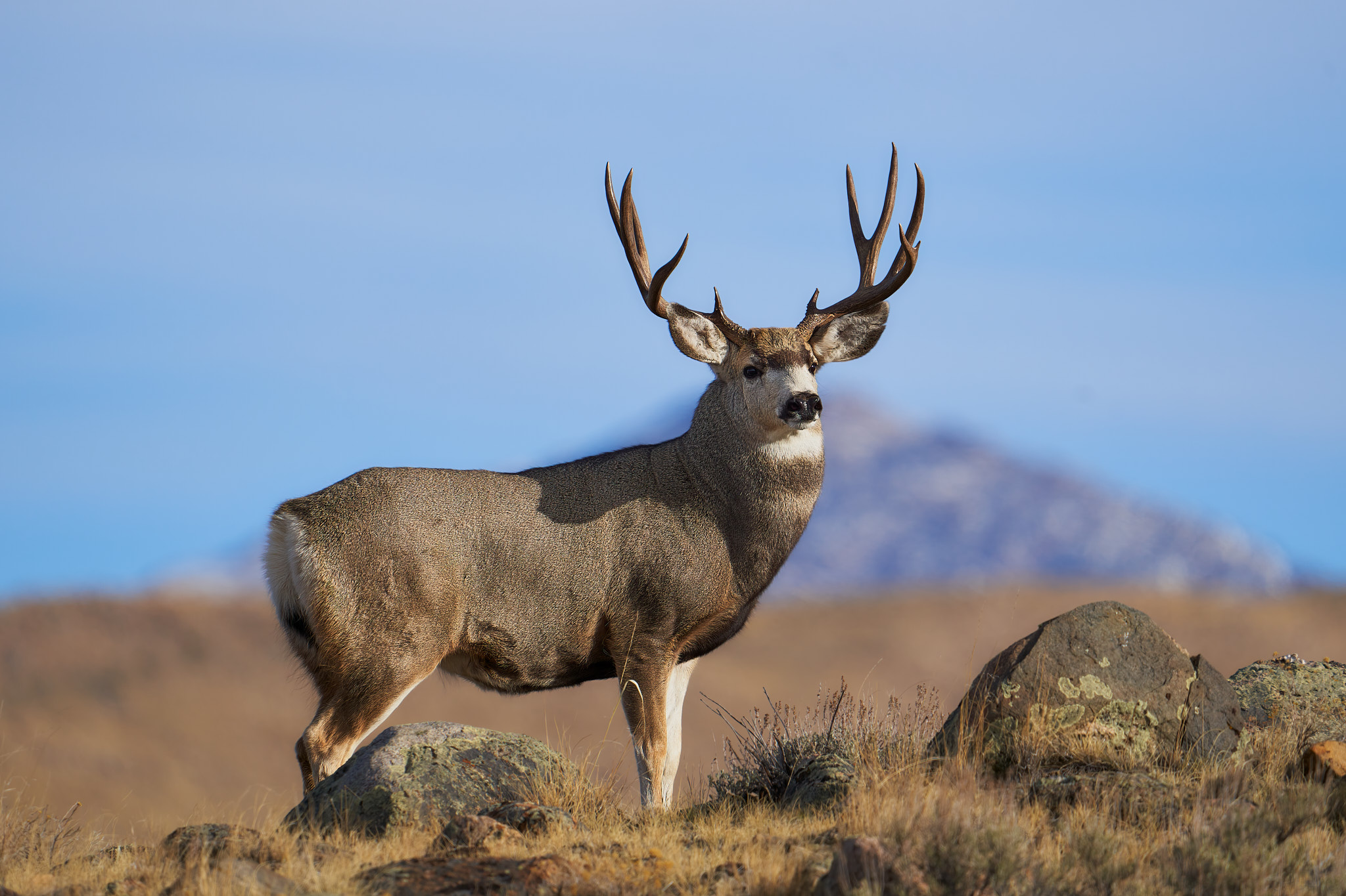Mule Deer 018