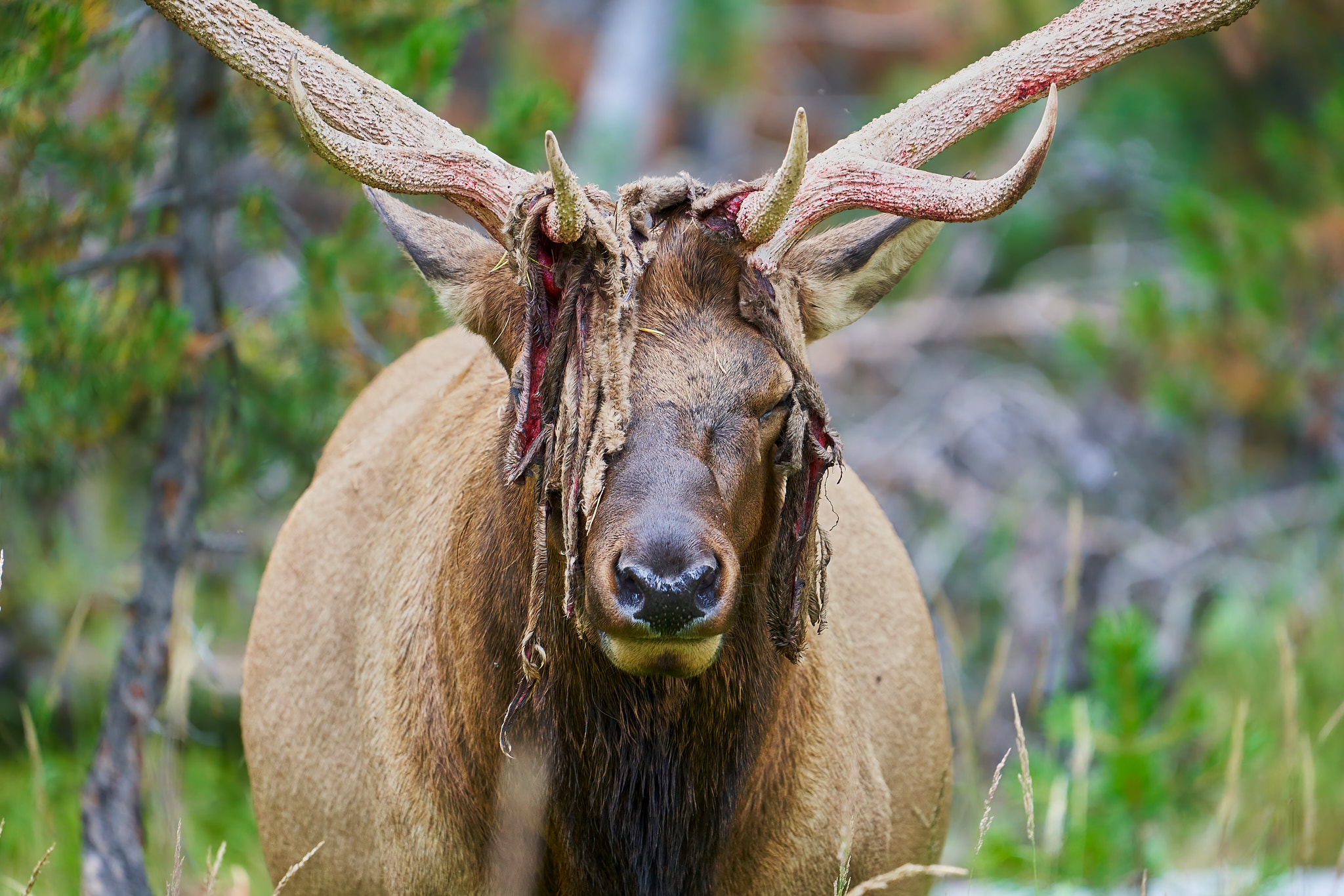 Bull Elk 073