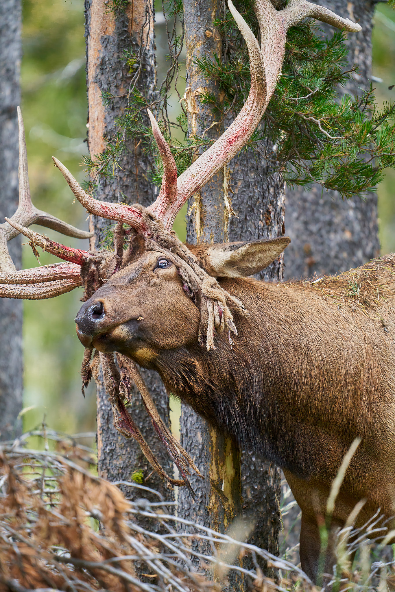 Bull Elk 0122