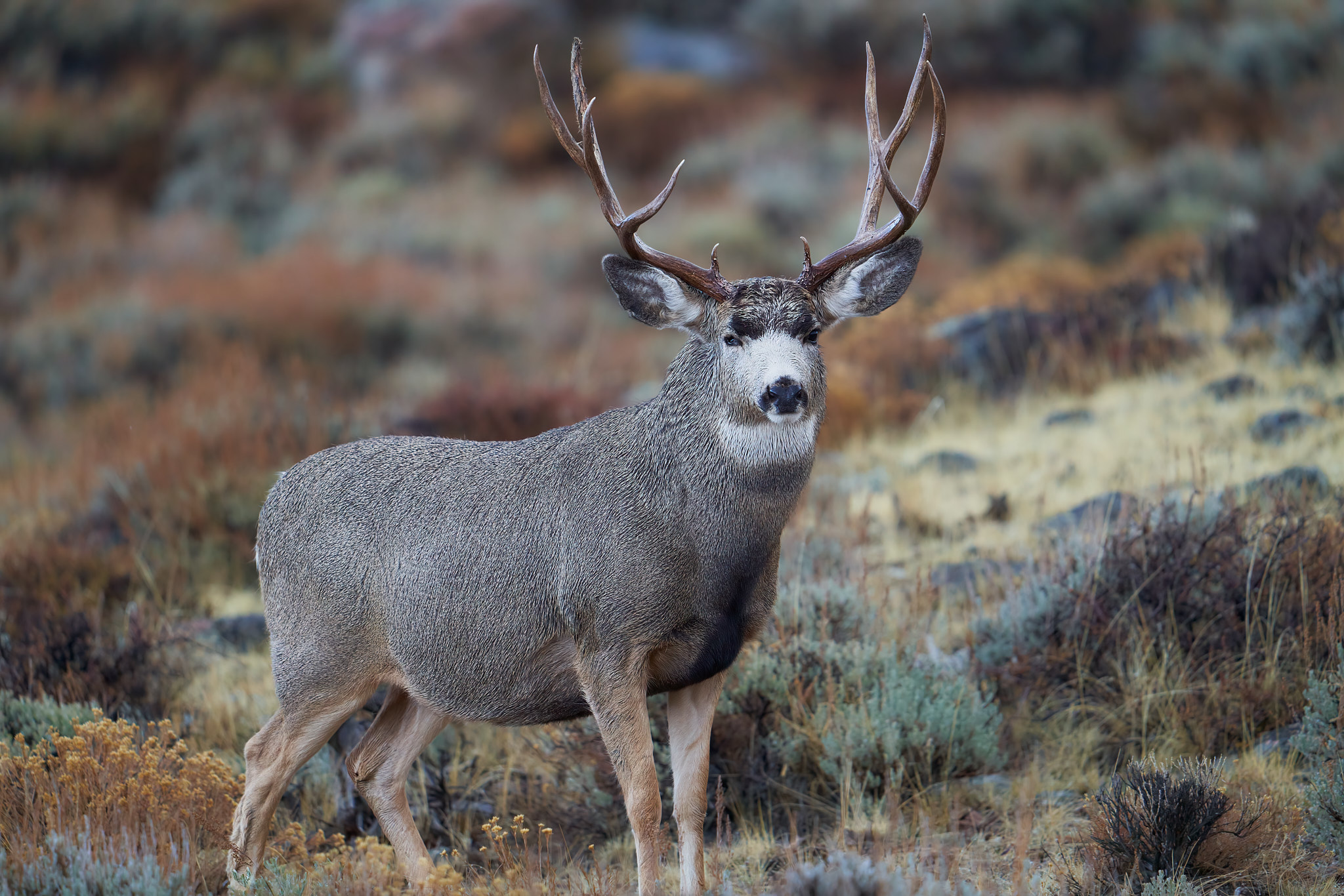 Mule Deer 011