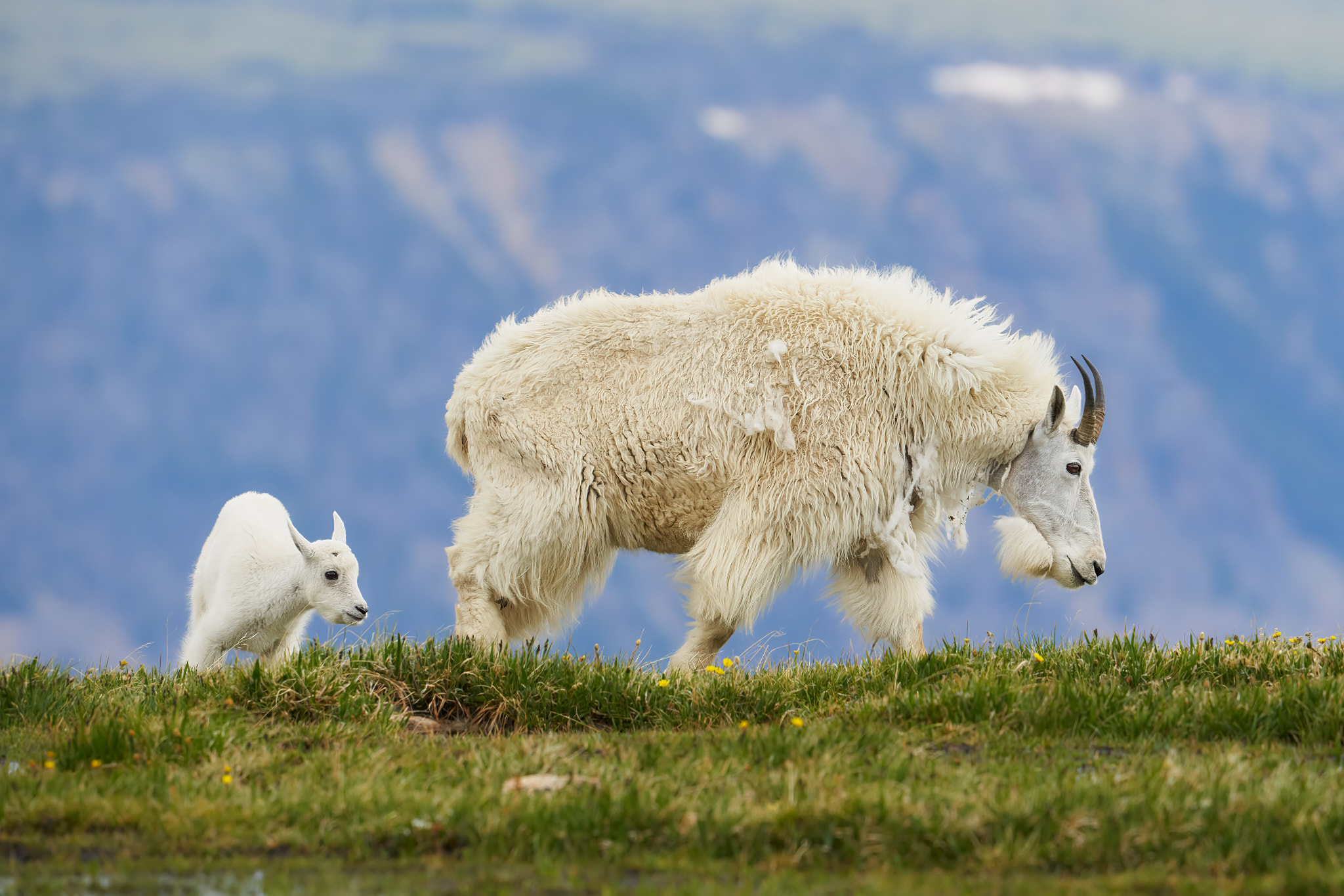 Mountain Goat 0110