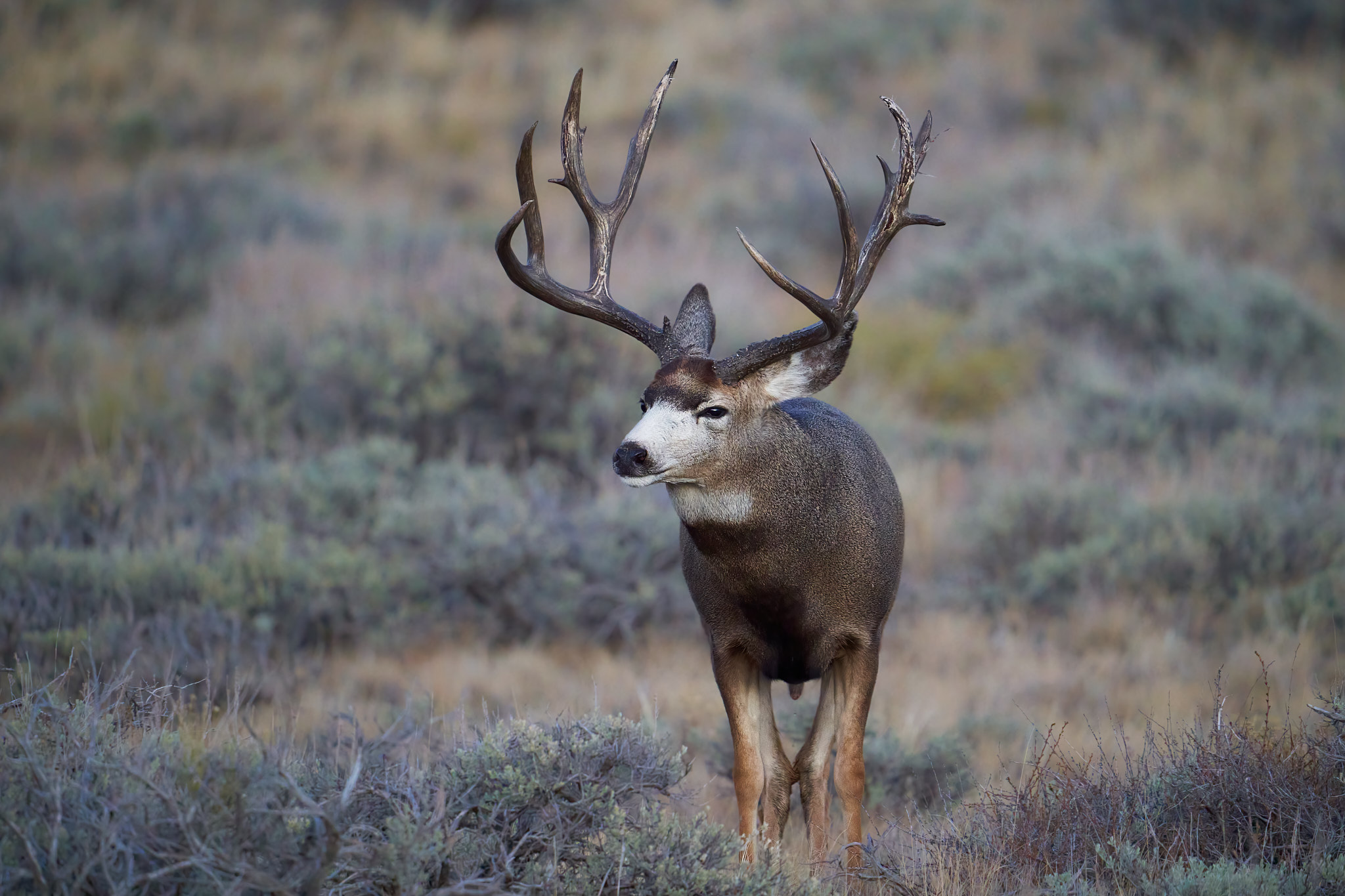 Mule Deer 042