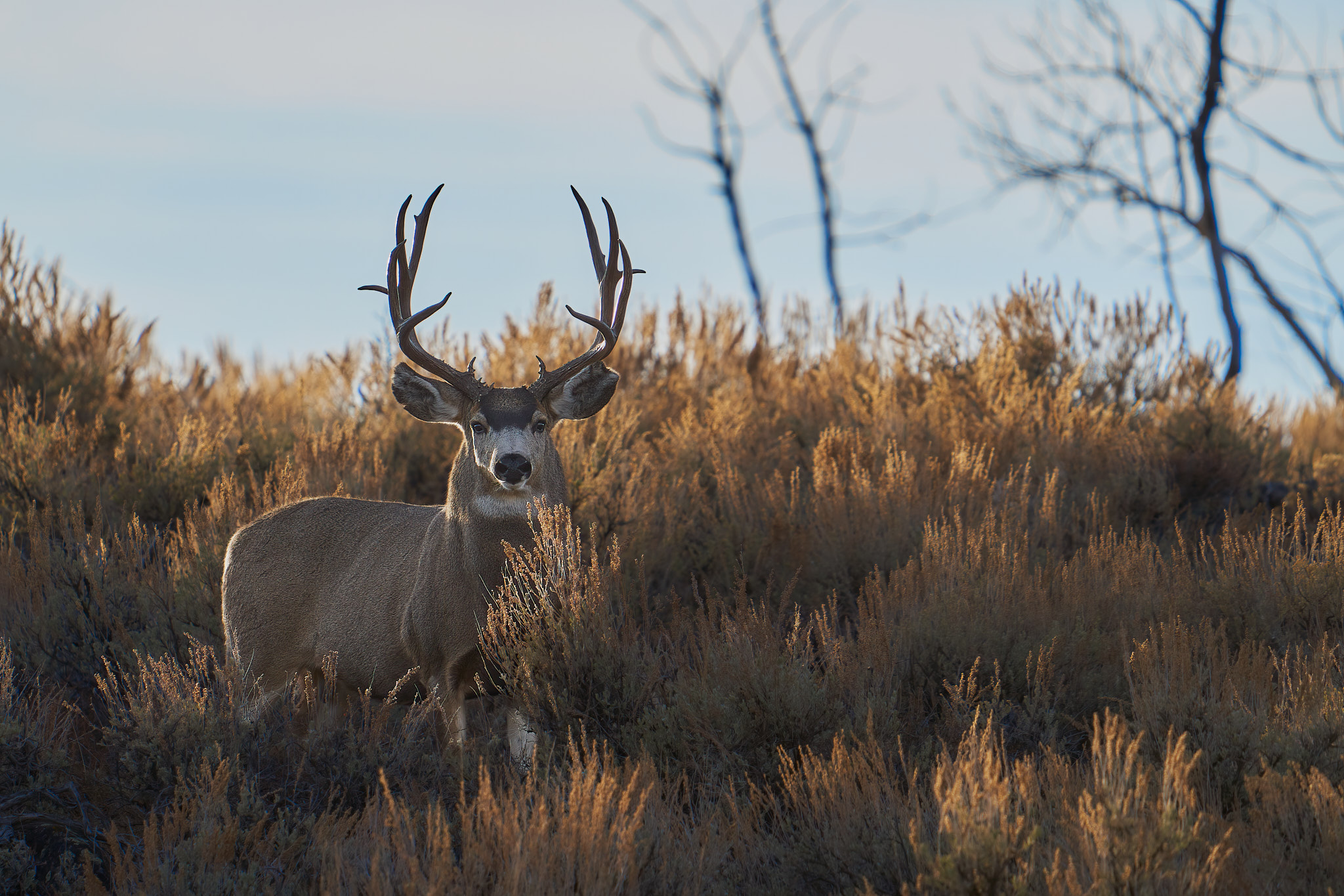 Mule Deer 089