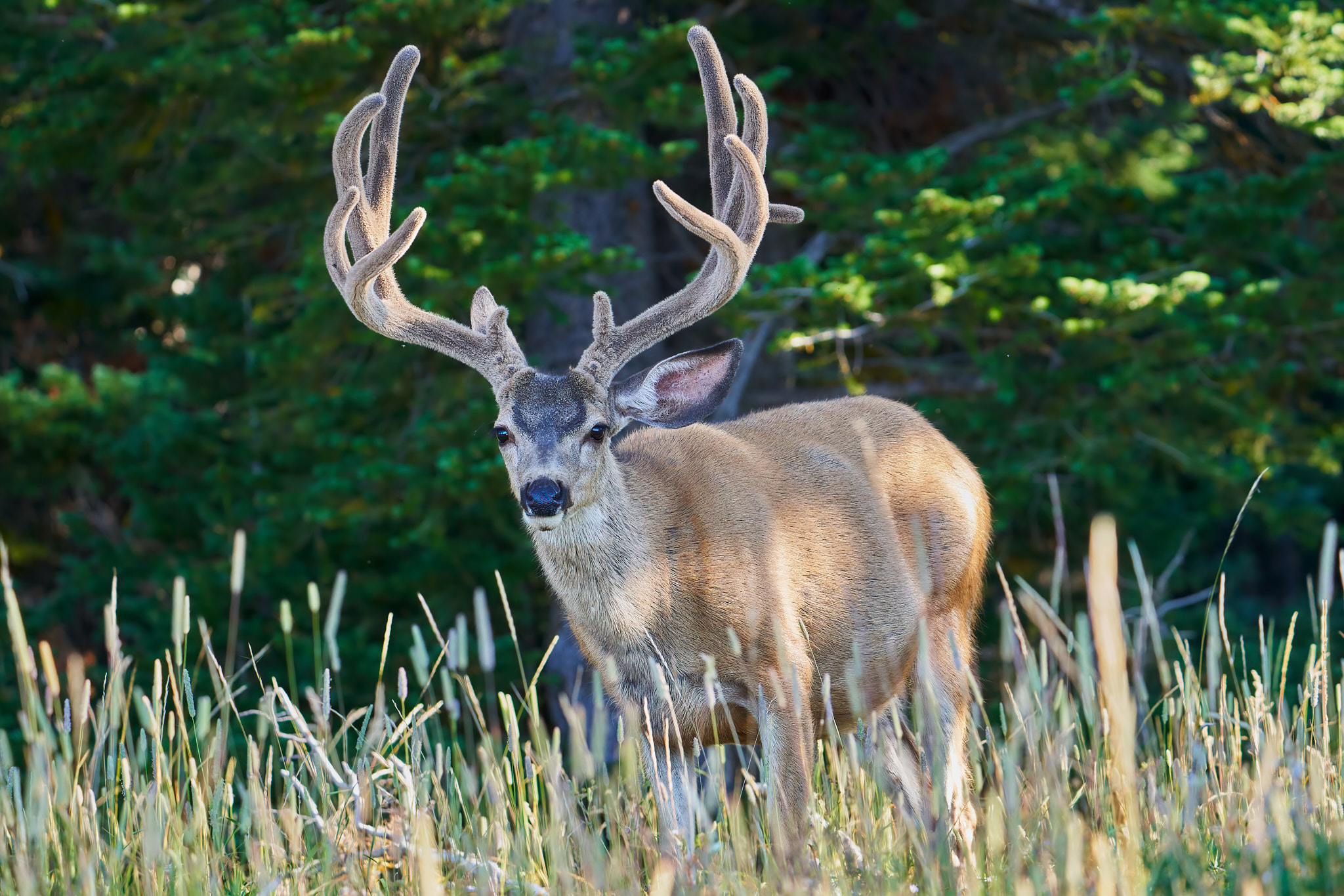 Mule Deer 080