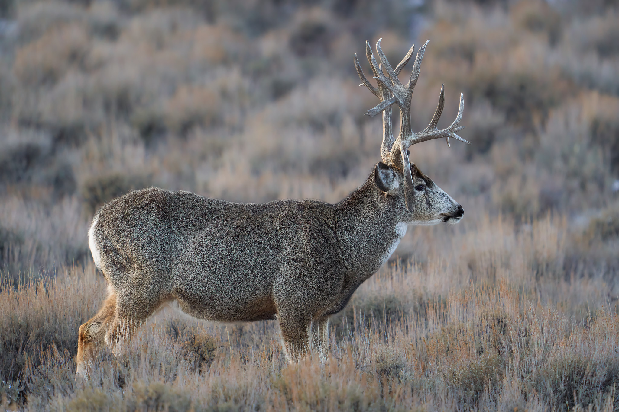 Mule Deer 0152
