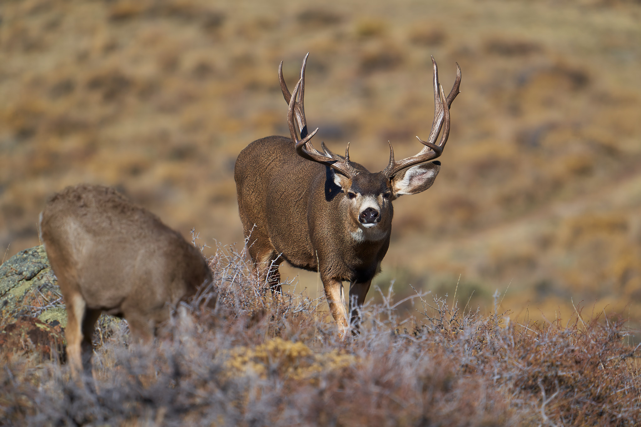 Mule Deer 028