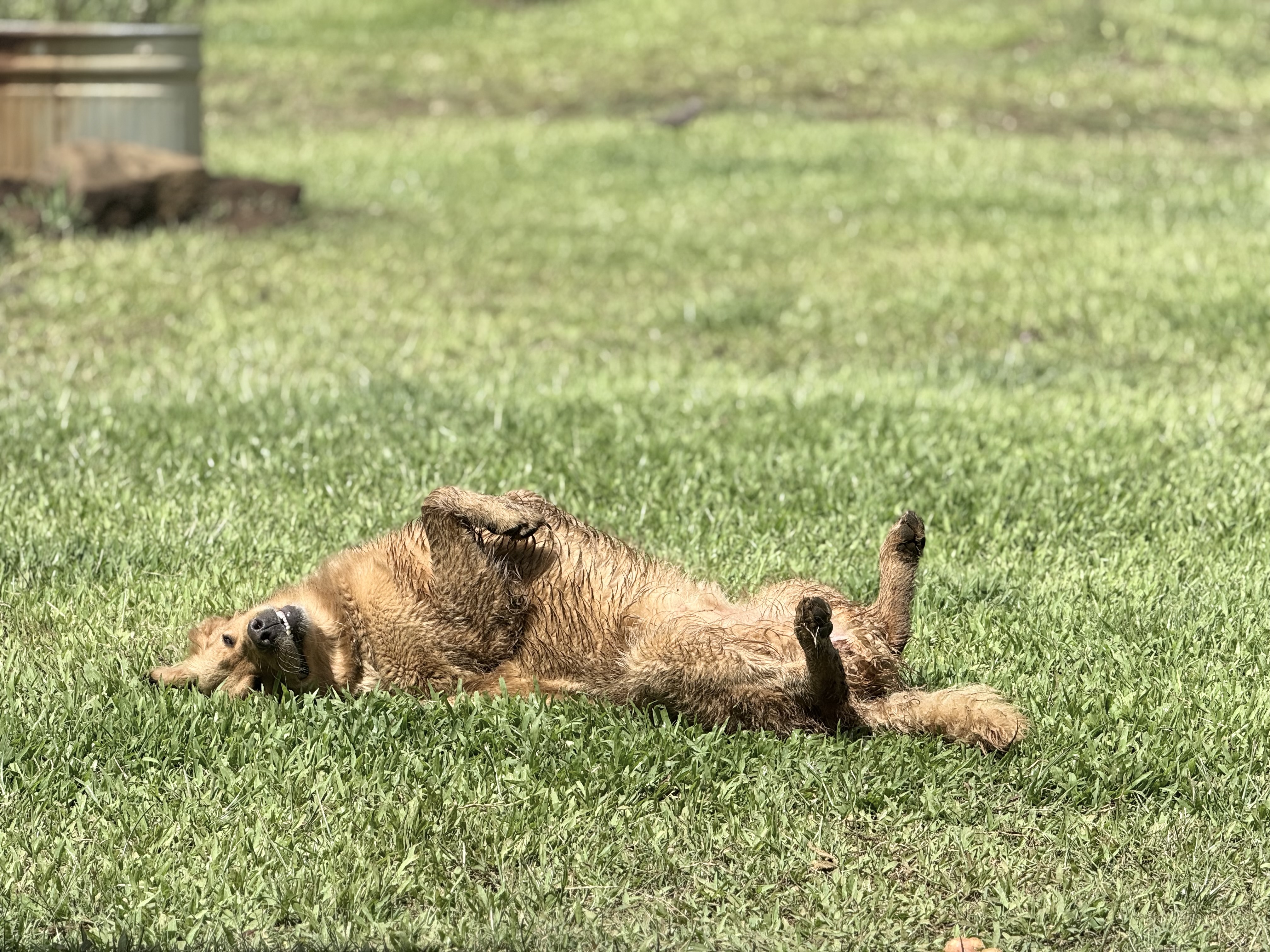 Lawn Care Service