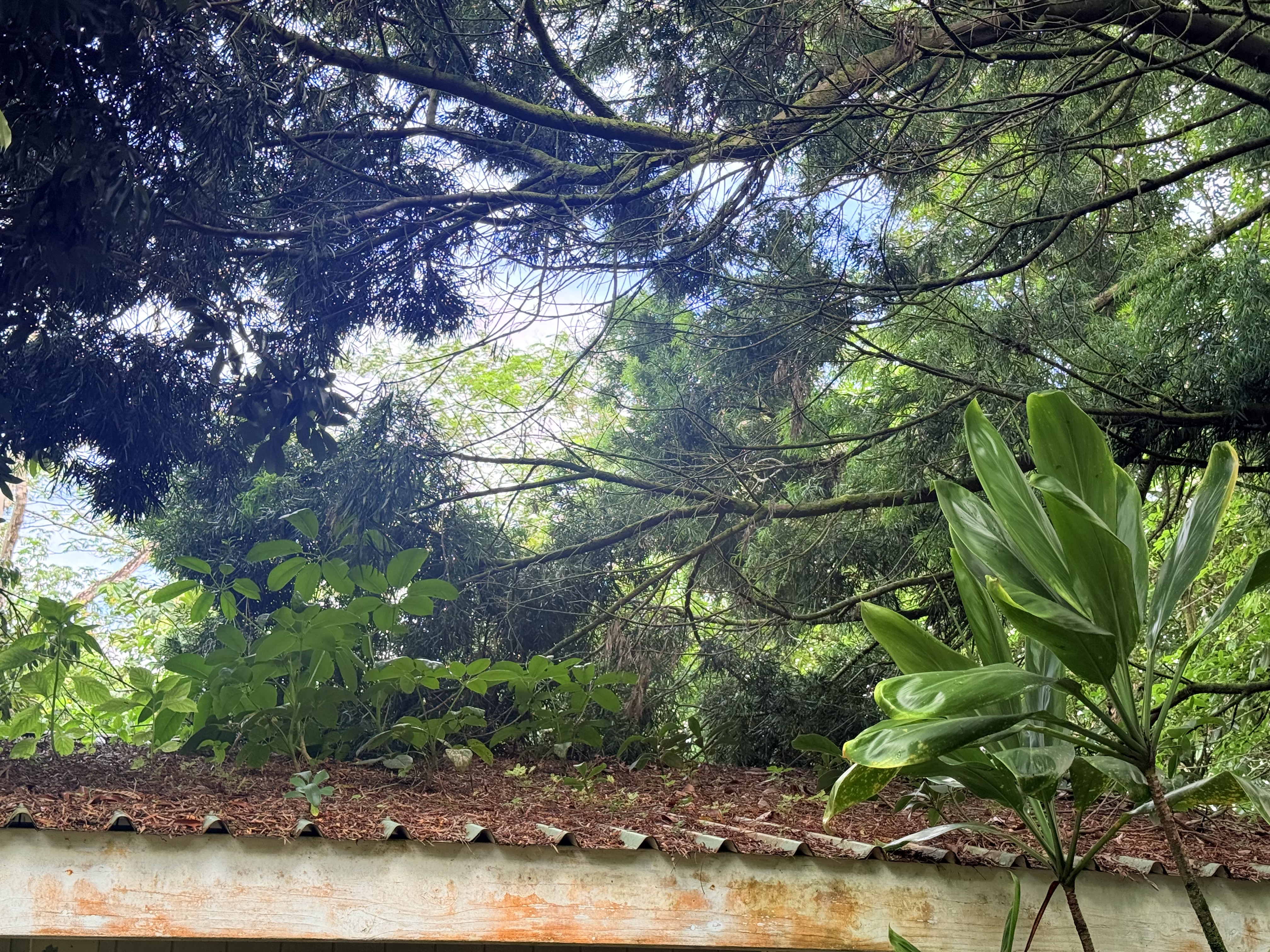 Banana Patch Removal & Tree Trimming